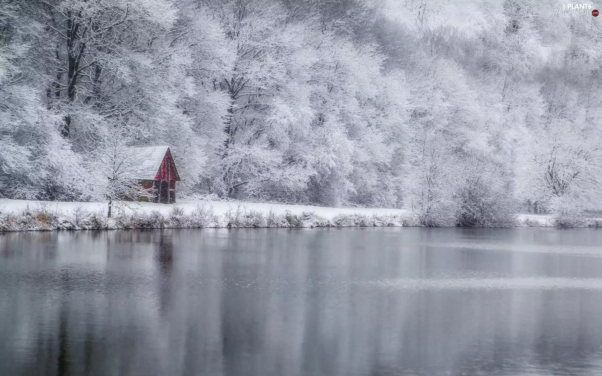 forest, winter, Snowy, trees, snow, lake, White frost, house, viewes