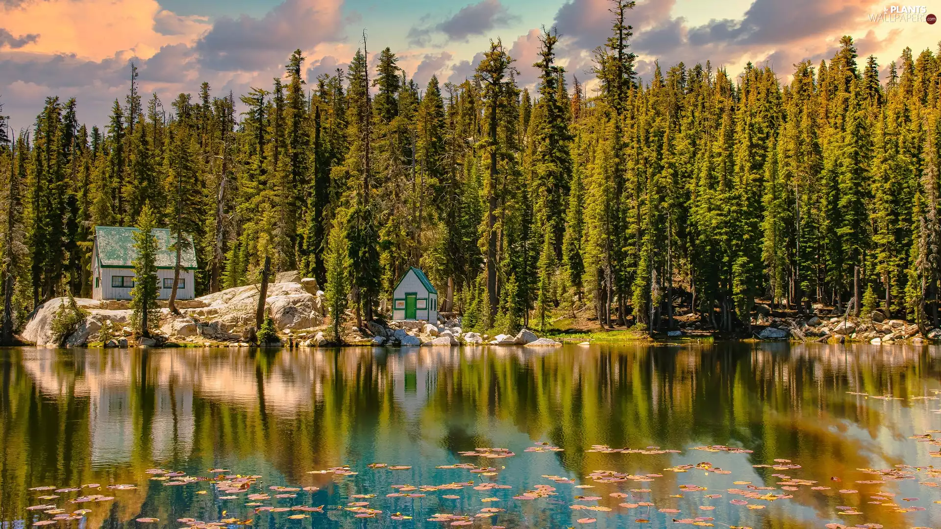 viewes, forest, Houses, trees, lake