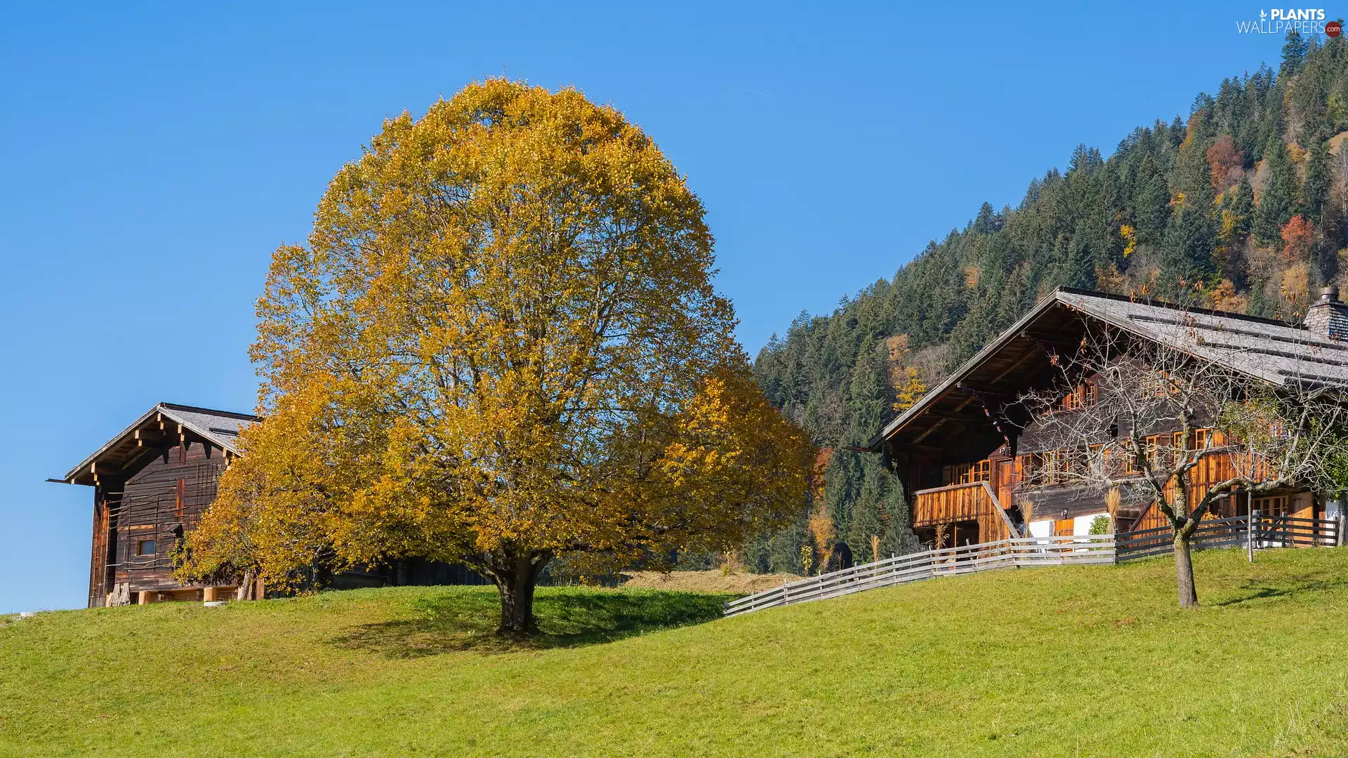 mountains, forest, Houses, Hill, trees