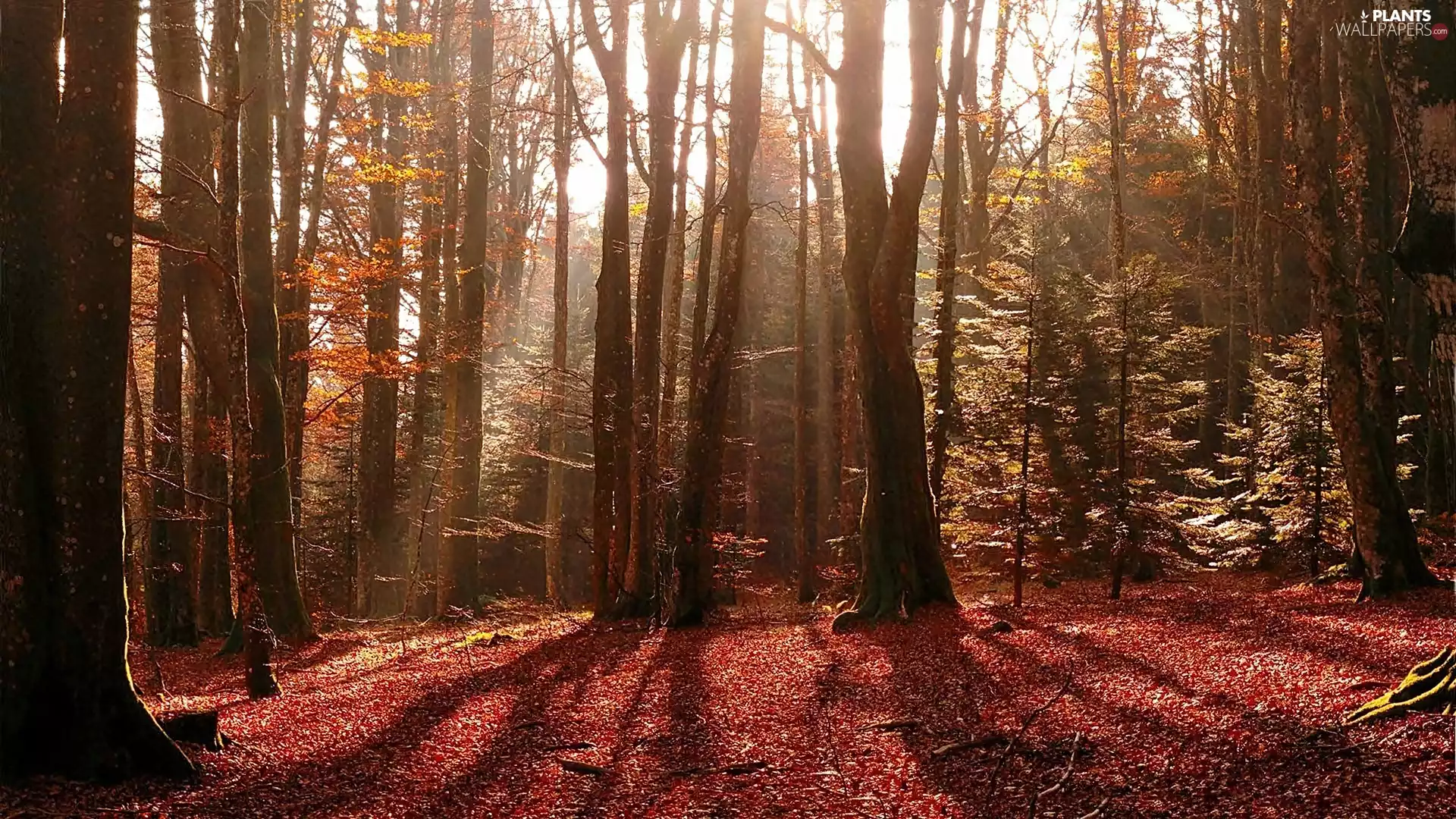 illuminated, fallen, Leaf, forest