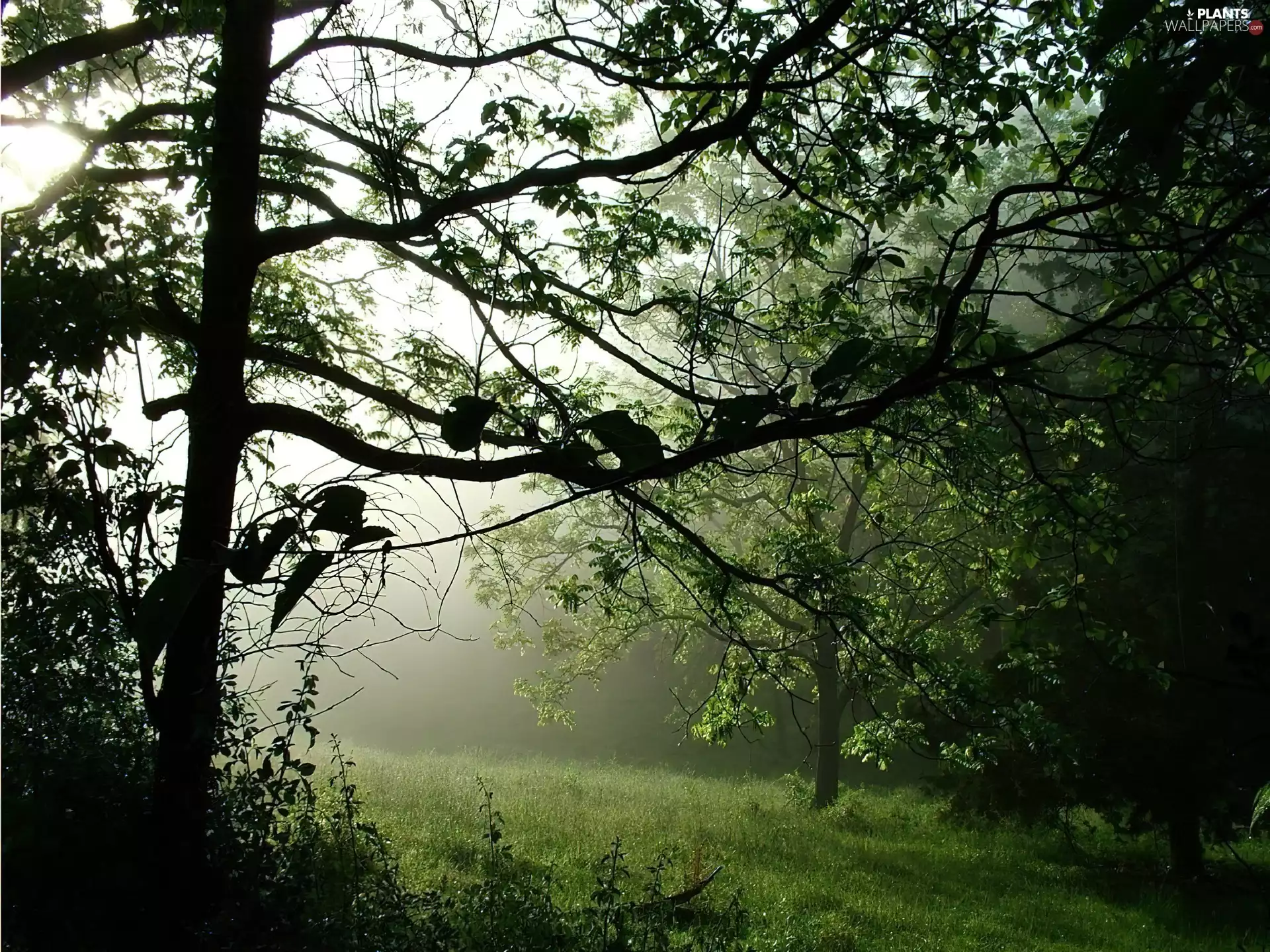 Fog, car in the meadow, trees, viewes, forest