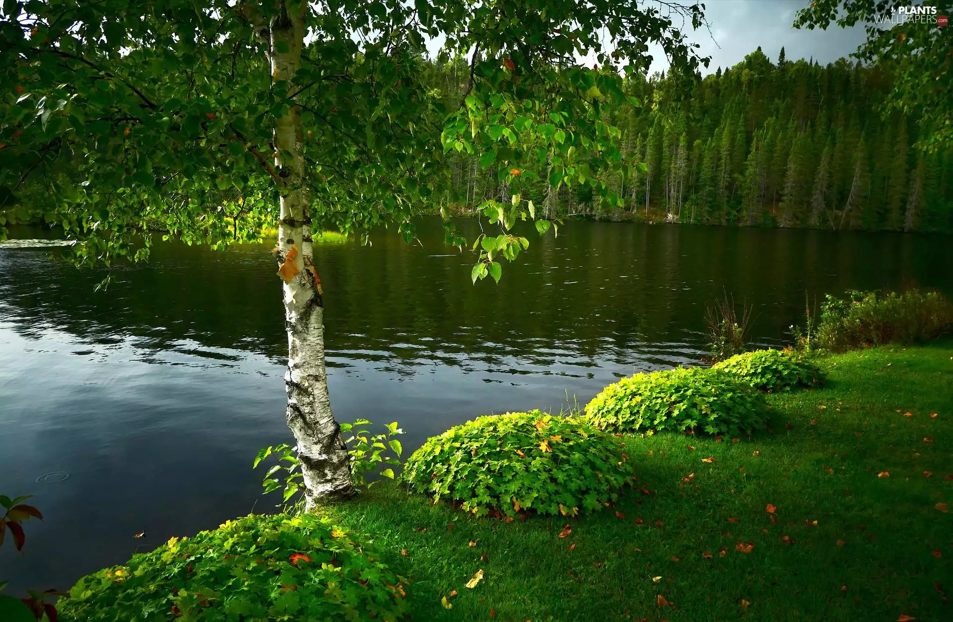 birch-tree, grass, forest, trees, lake