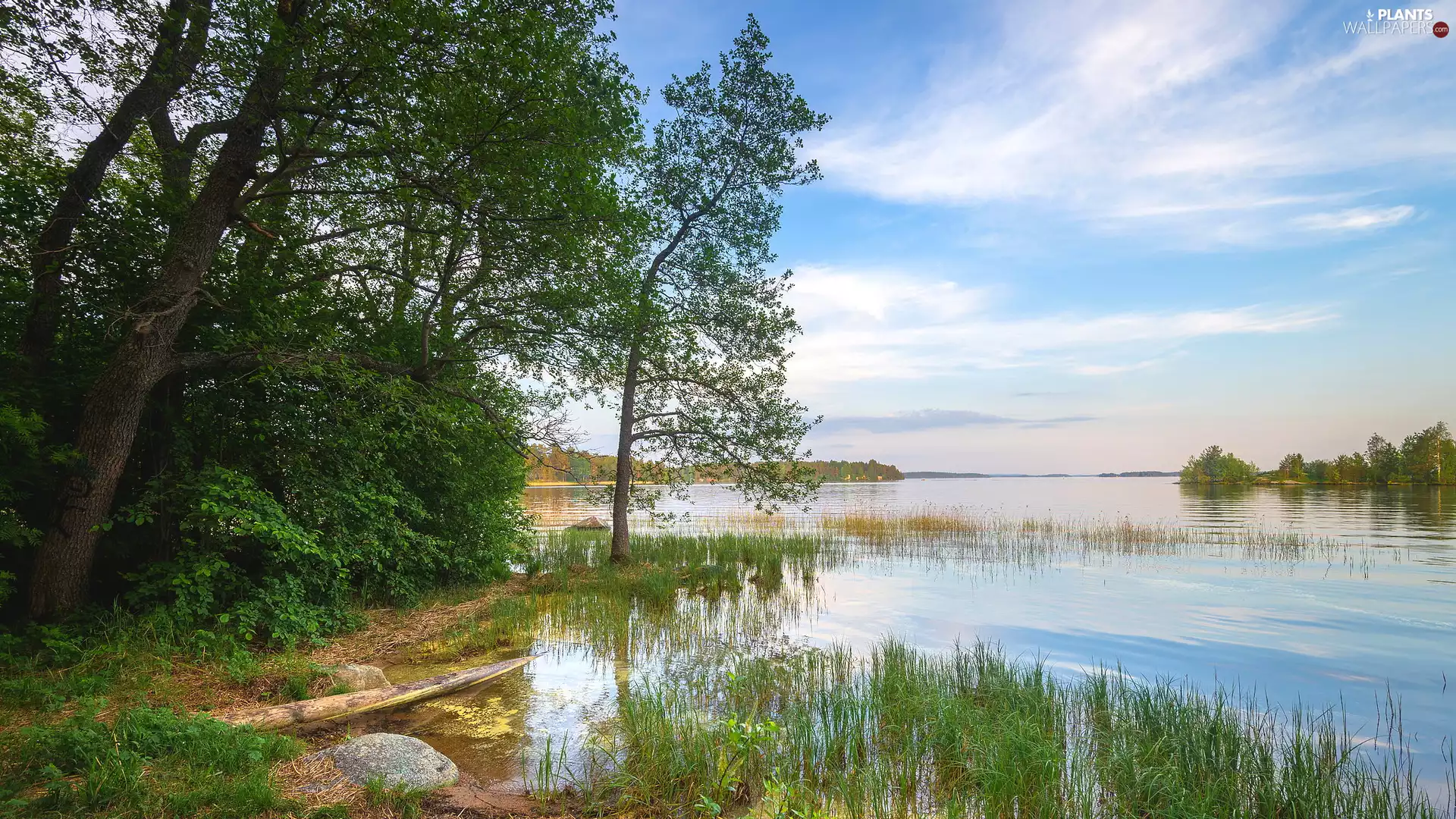 viewes, forest, lake, trees, grass