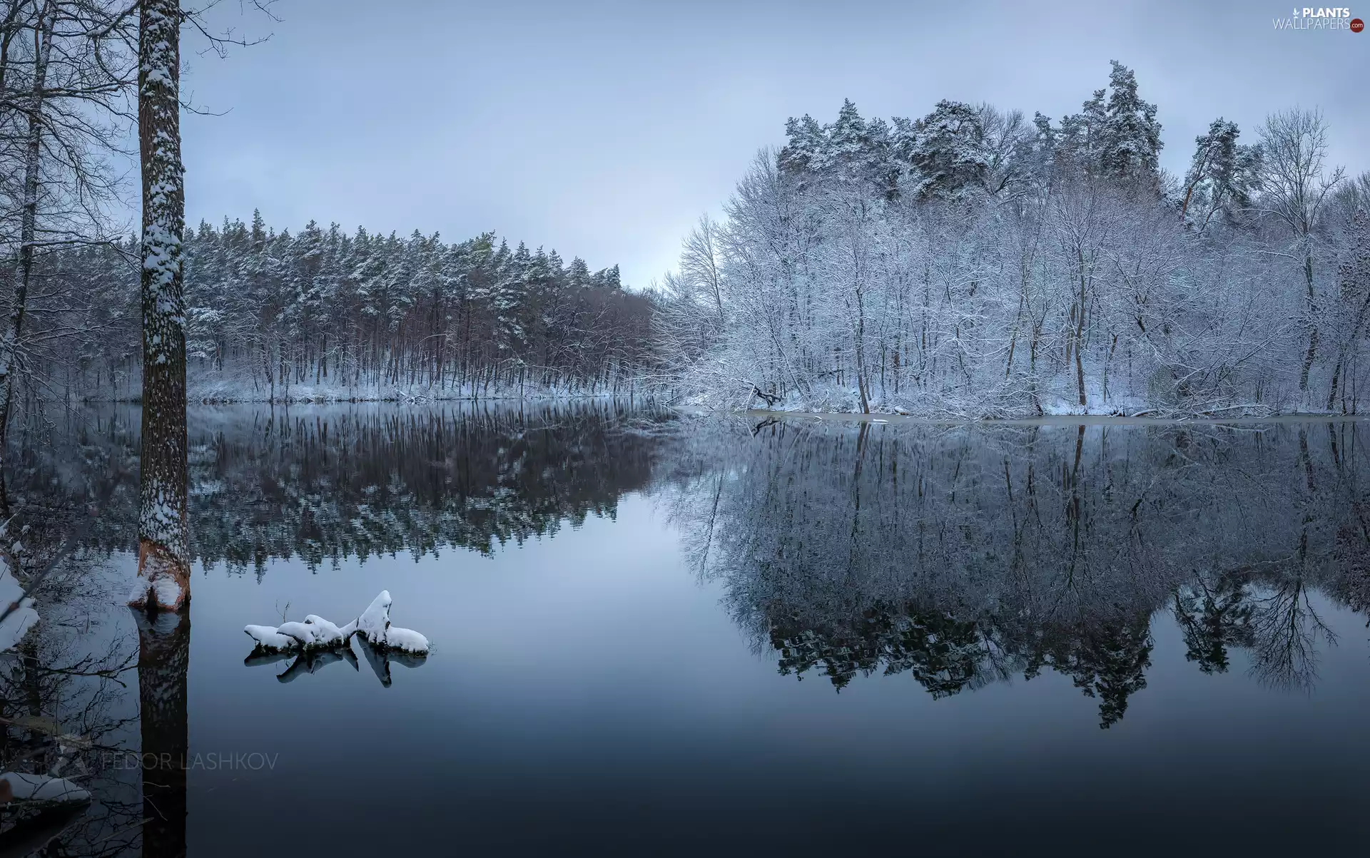 viewes, forest, lake, trees, winter