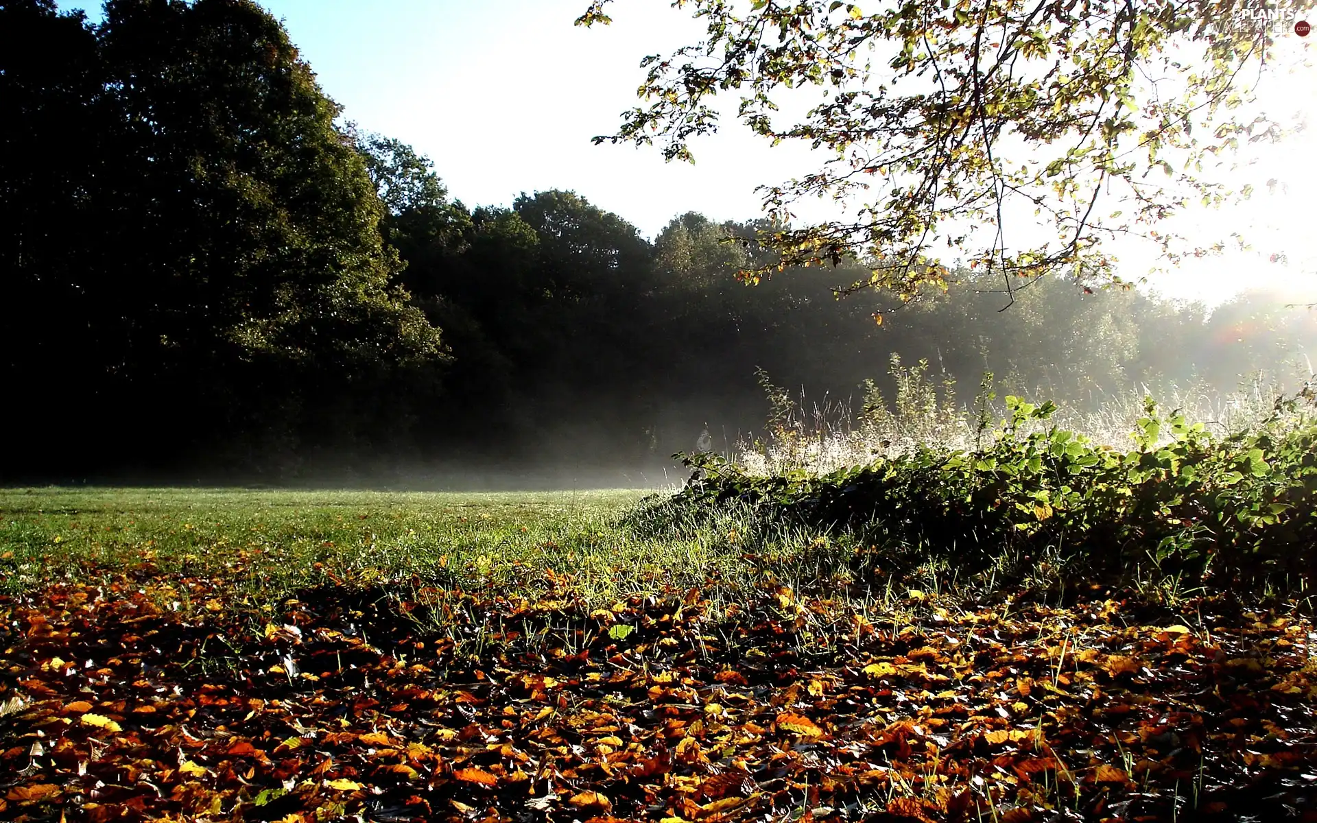 forest, Meadow, Leaf