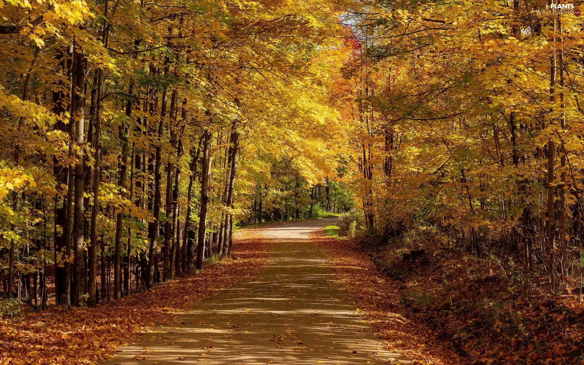 Yellowed, trees, Leaf, viewes, fallen, Way, autumn, forest