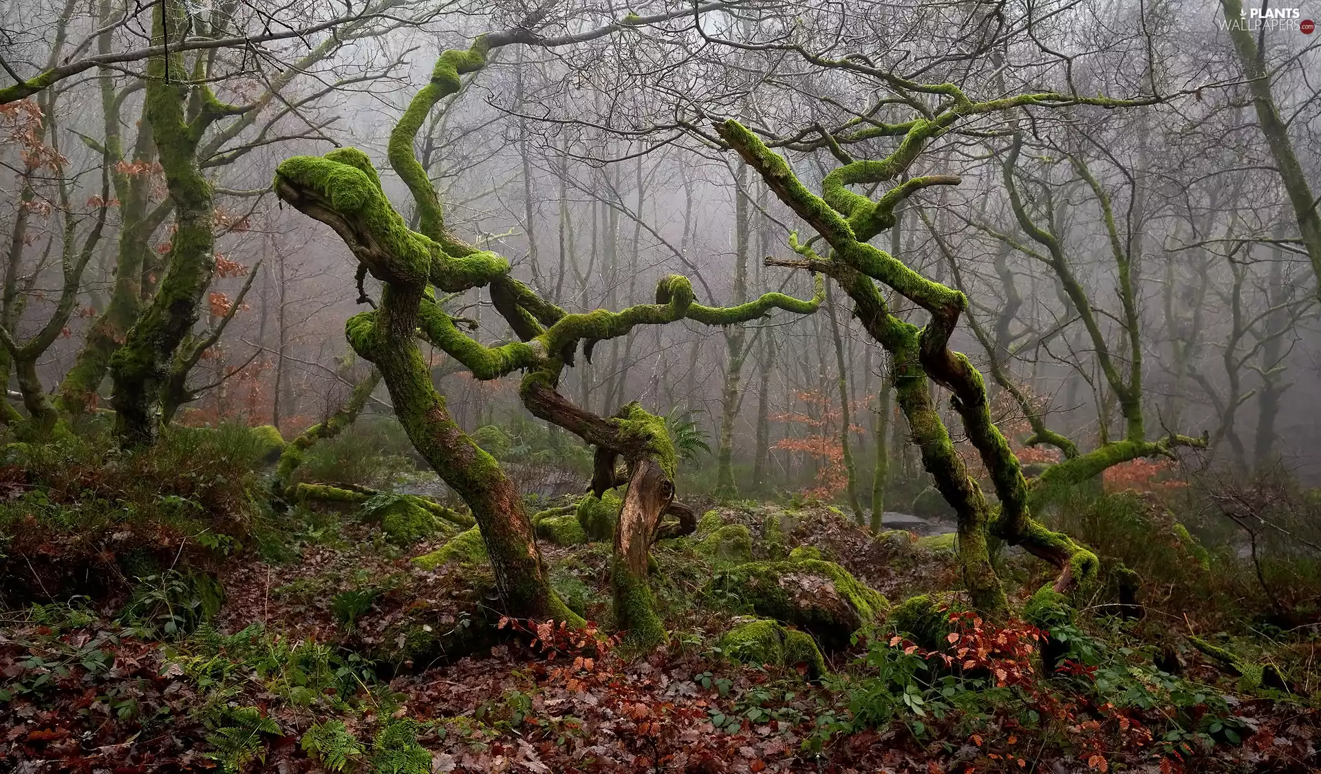 mossy, viewes, Leaf, forest, trees, Stems, Fog