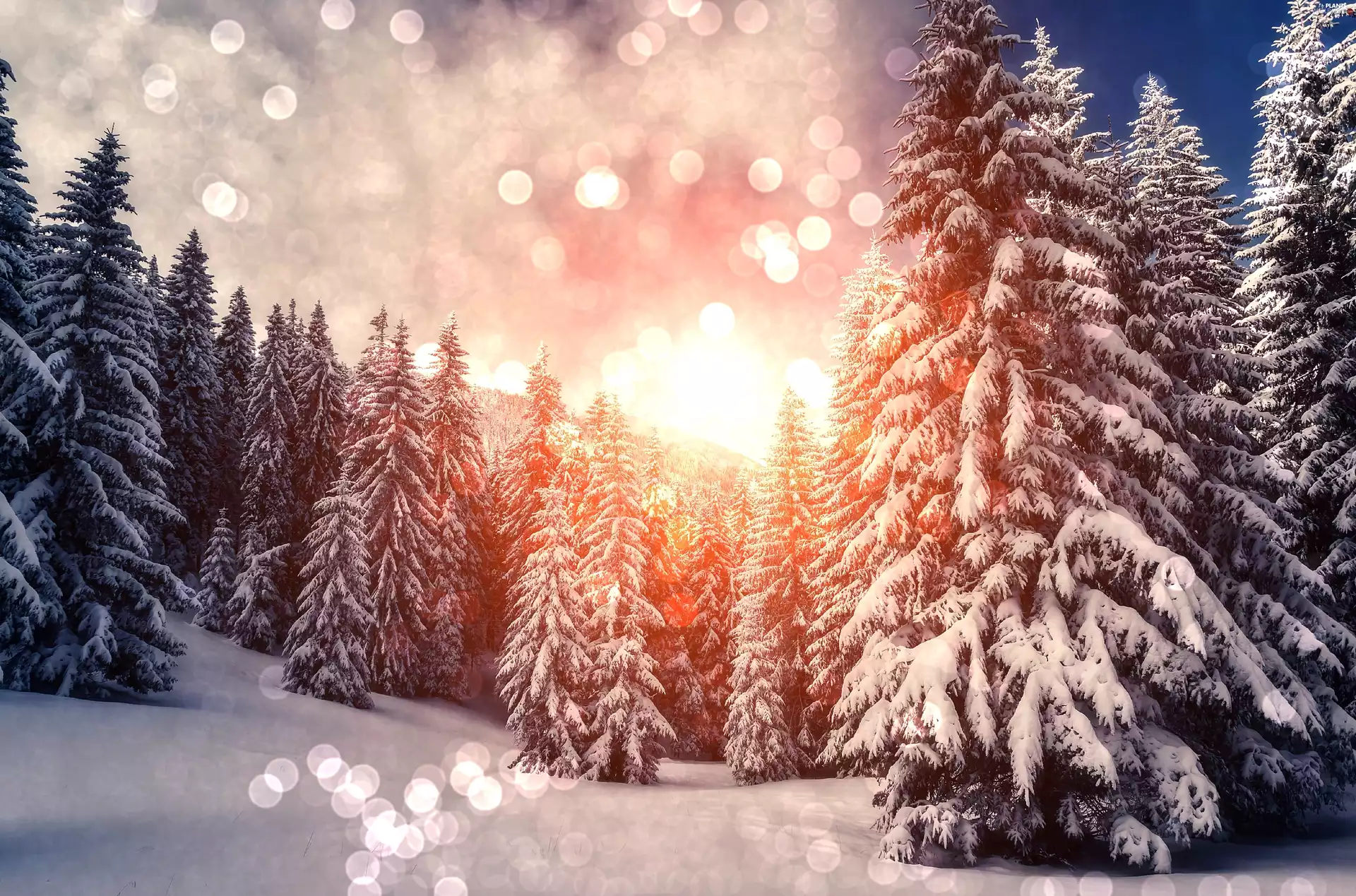 forest, winter, Snowy, Spruces, flash, luminosity, ligh, sun, Przebijające