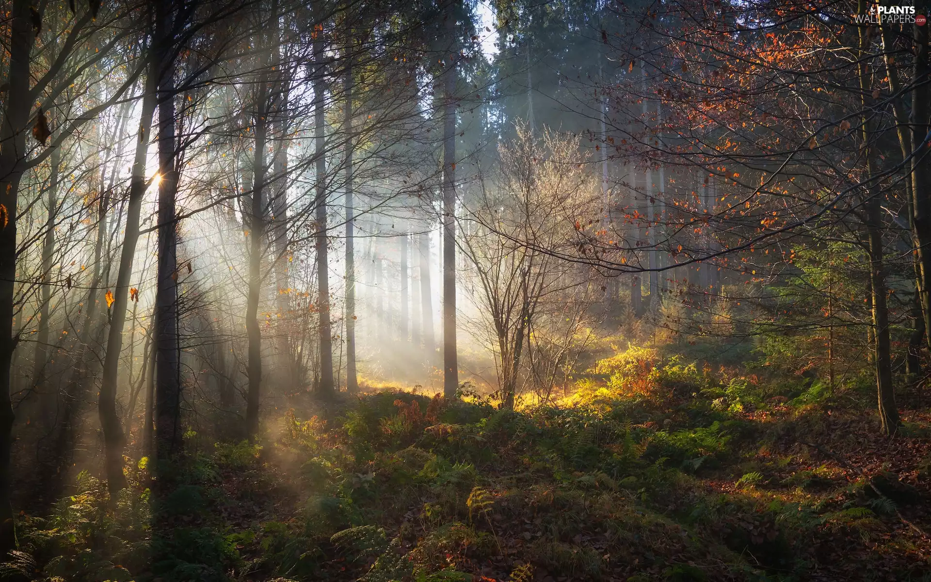 viewes, autumn, light breaking through sky, trees, forest