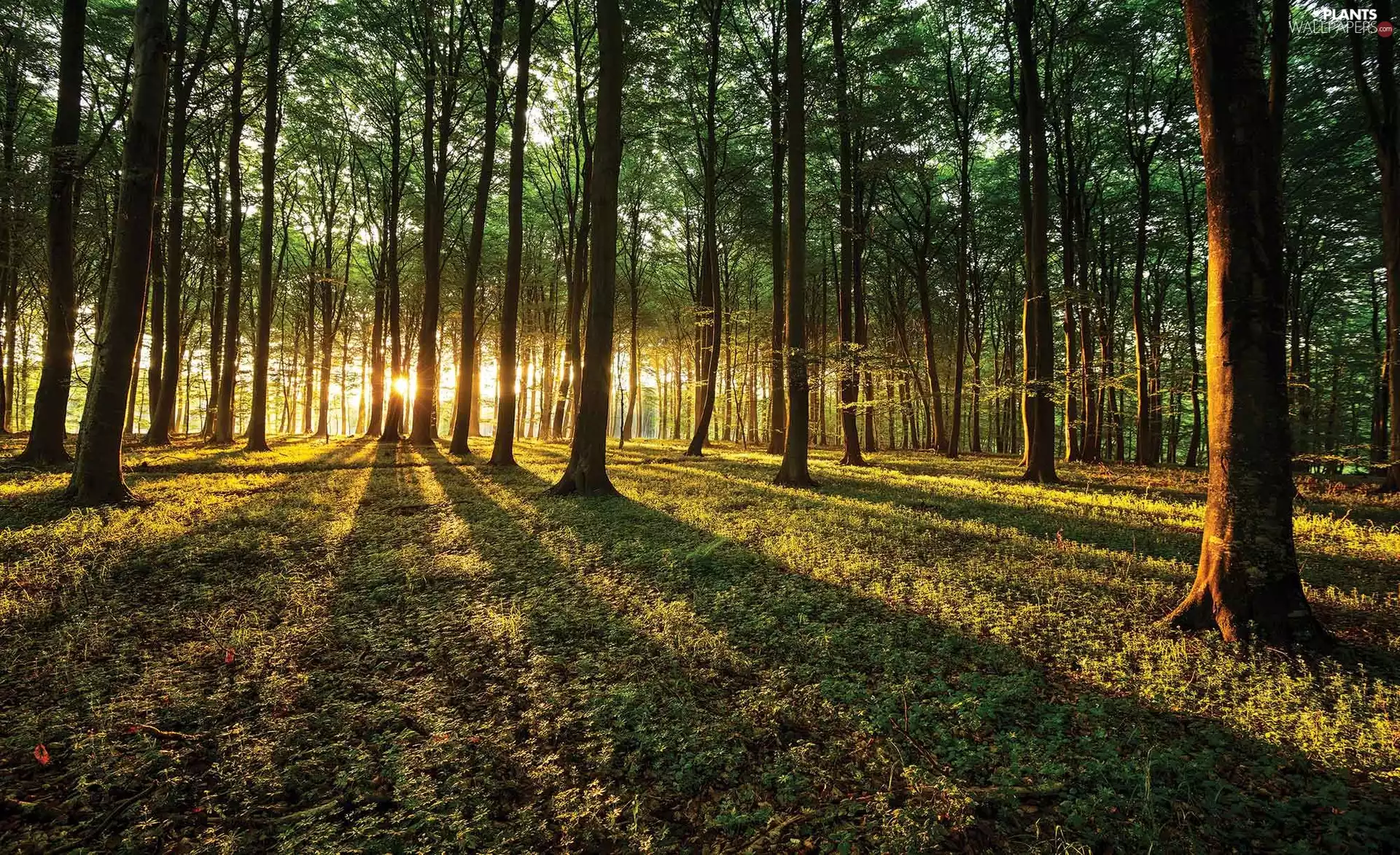 viewes, shadows, light breaking through sky, trees, forest