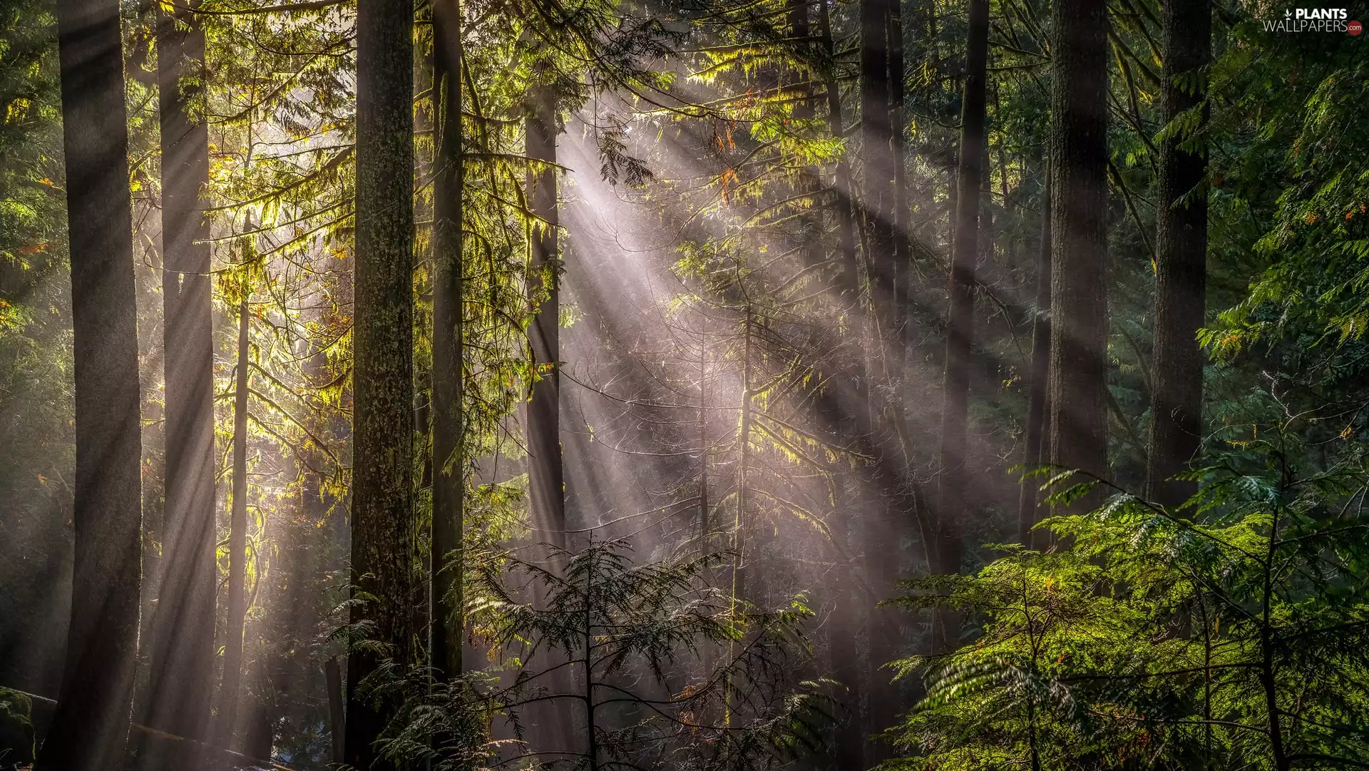 viewes, Stems, light breaking through sky, trees, forest