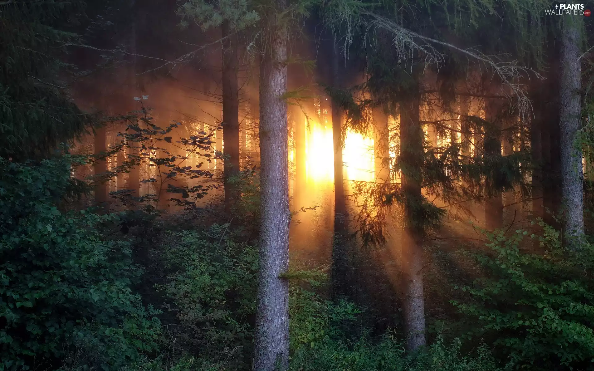 trees, viewes, light breaking through sky, Bush, forest
