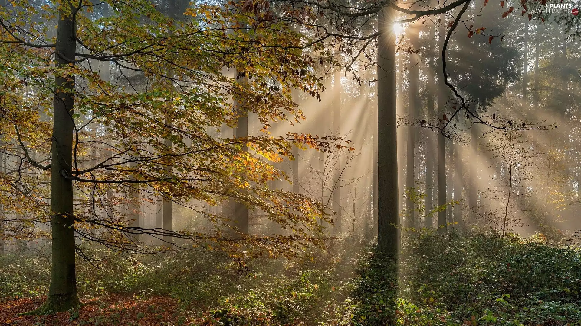 trees, viewes, light breaking through sky, Plants, forest
