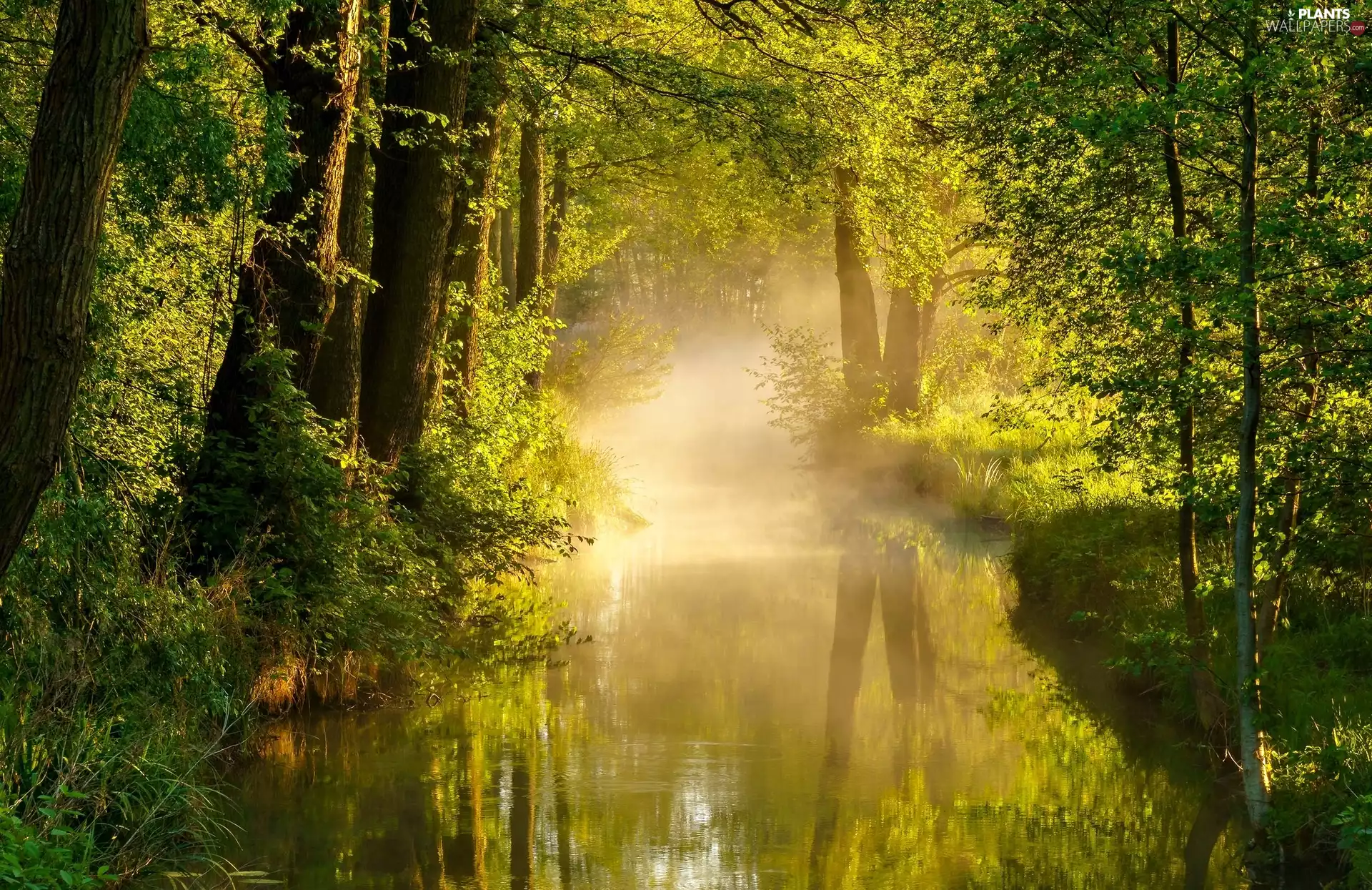 Fog, brook, viewes, forest, trees, morning