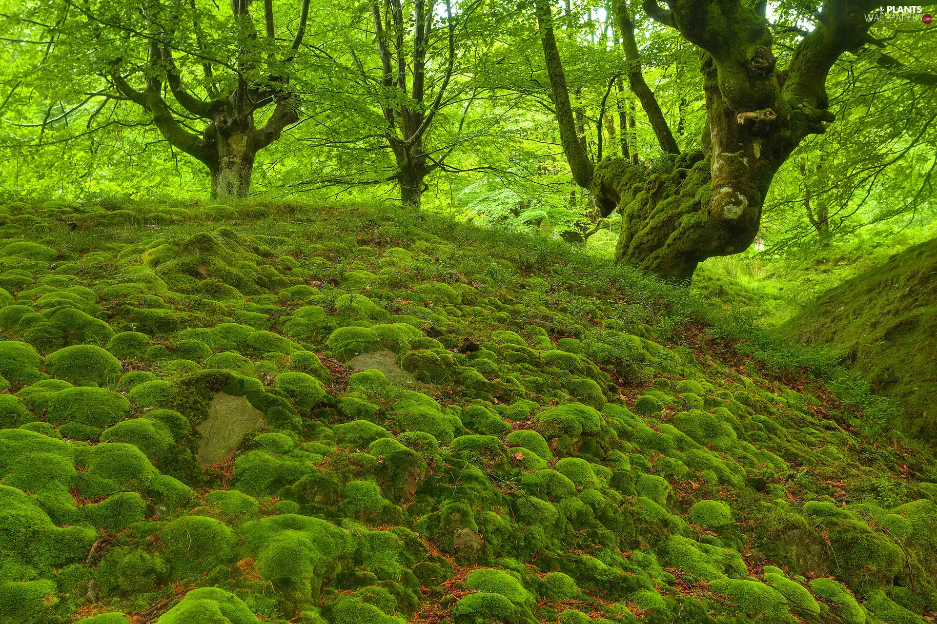 Moss, trees, viewes, forest
