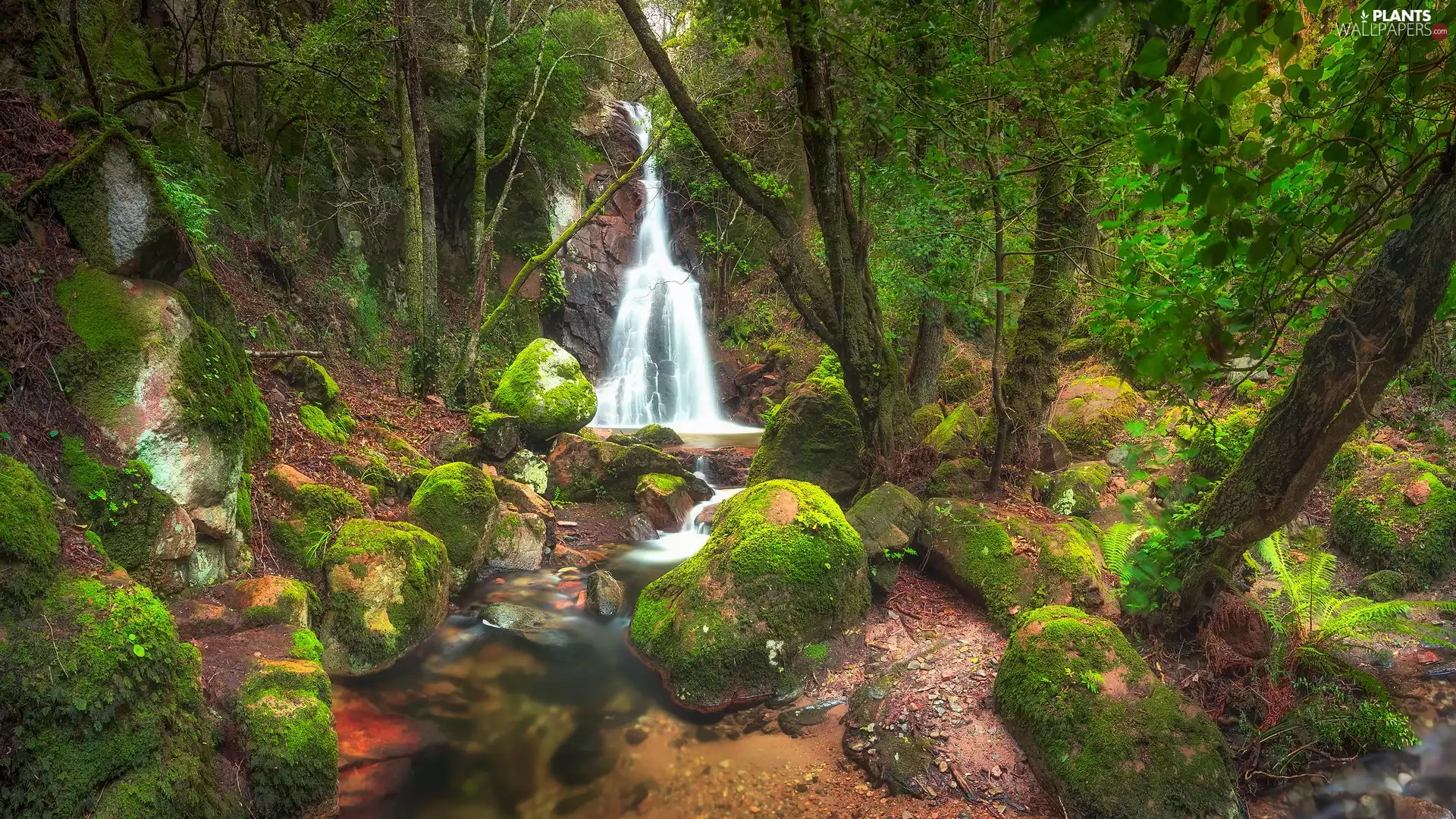 forest, Green, trees, viewes, waterfall, River, mossy, Stones, fern