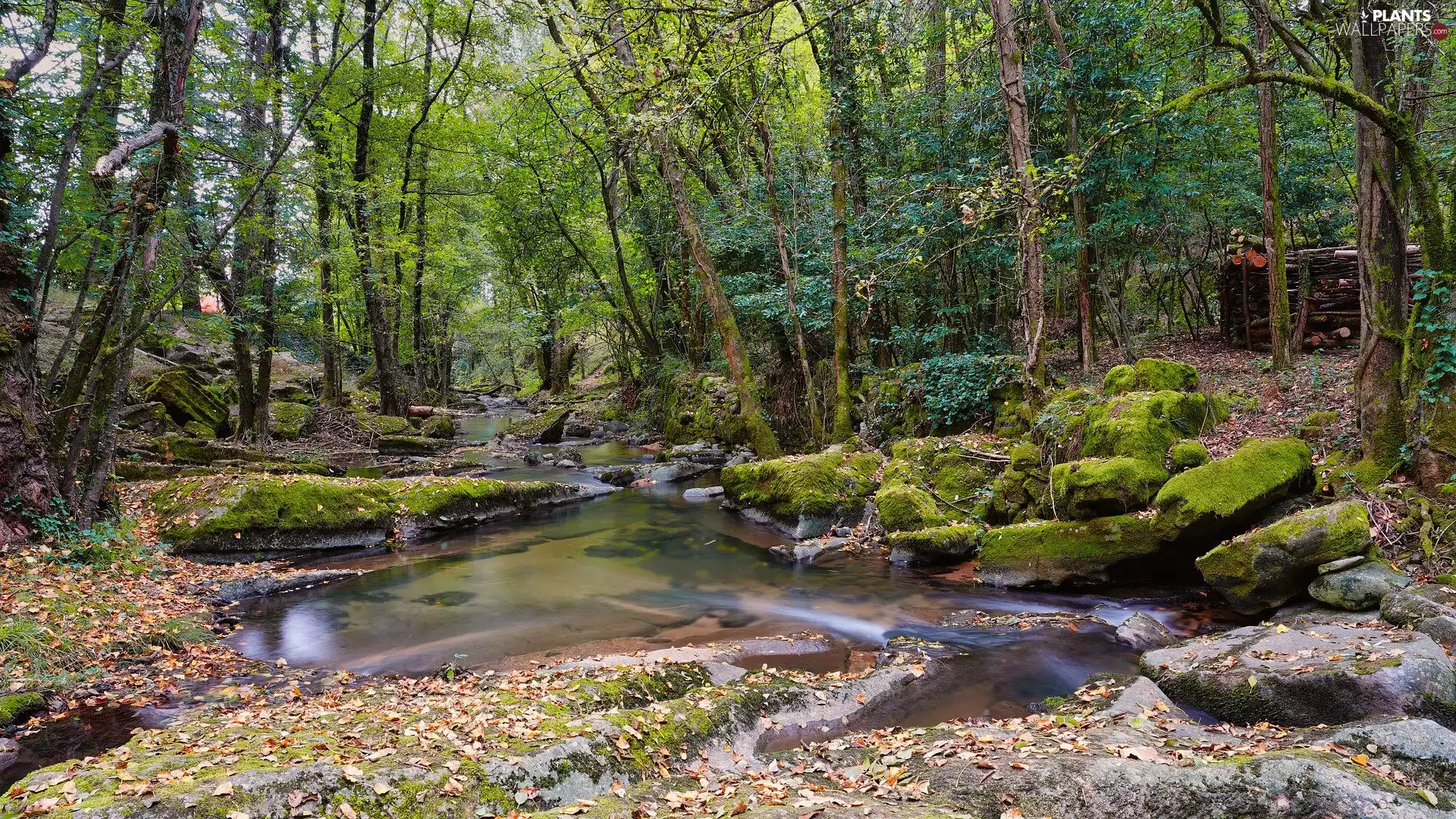 rocks, River, viewes, forest, trees, mossy