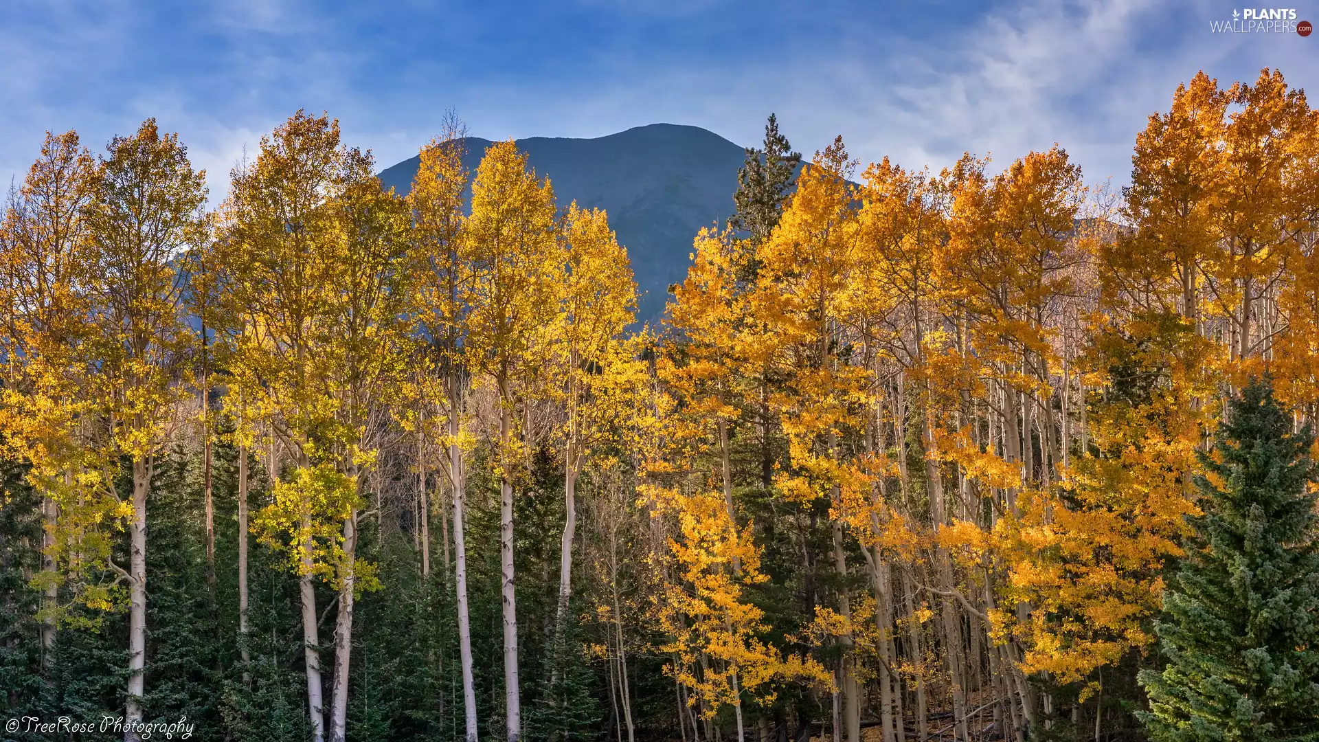 viewes, Quaking Aspen, forest, trees, Mountains