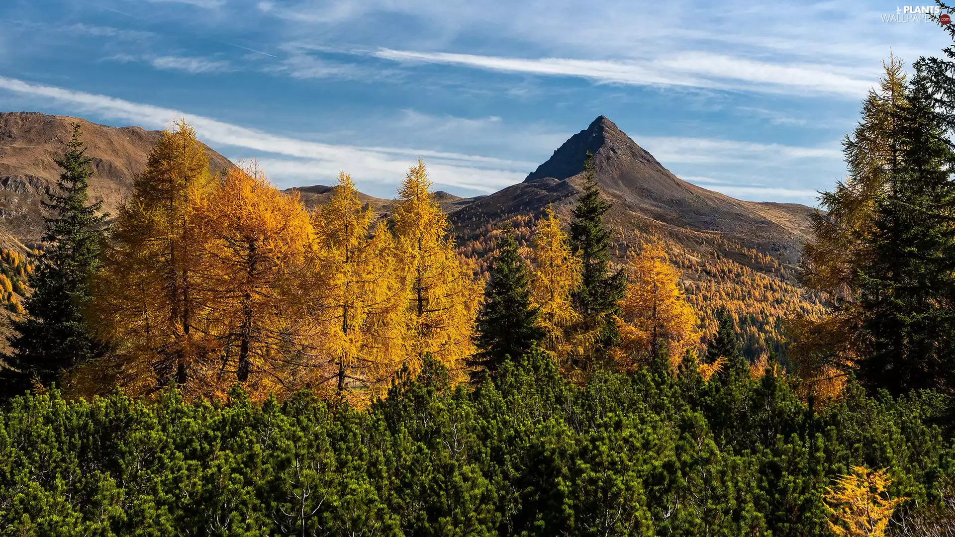 viewes, forest, Mountains, trees, autumn