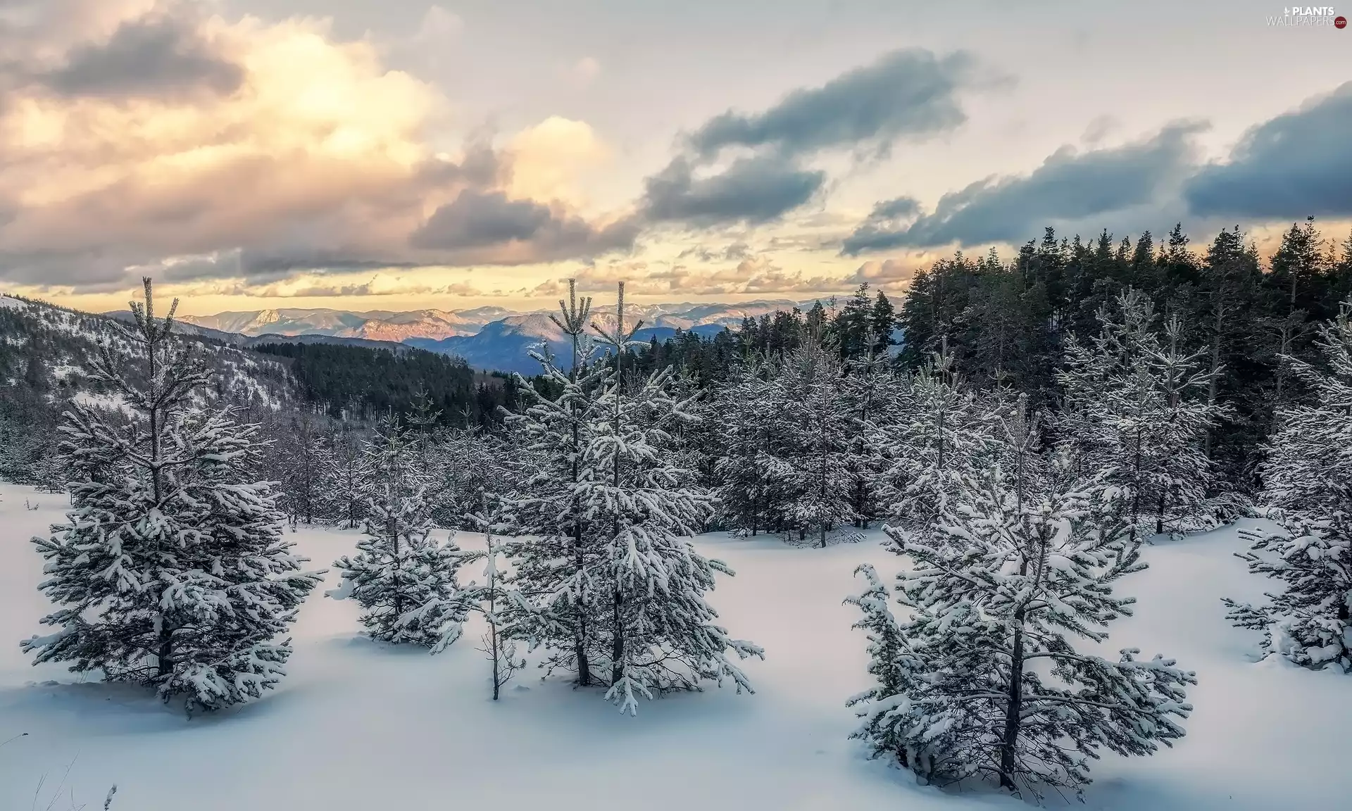 trees, snow, Mountains, forest, winter, viewes, clouds