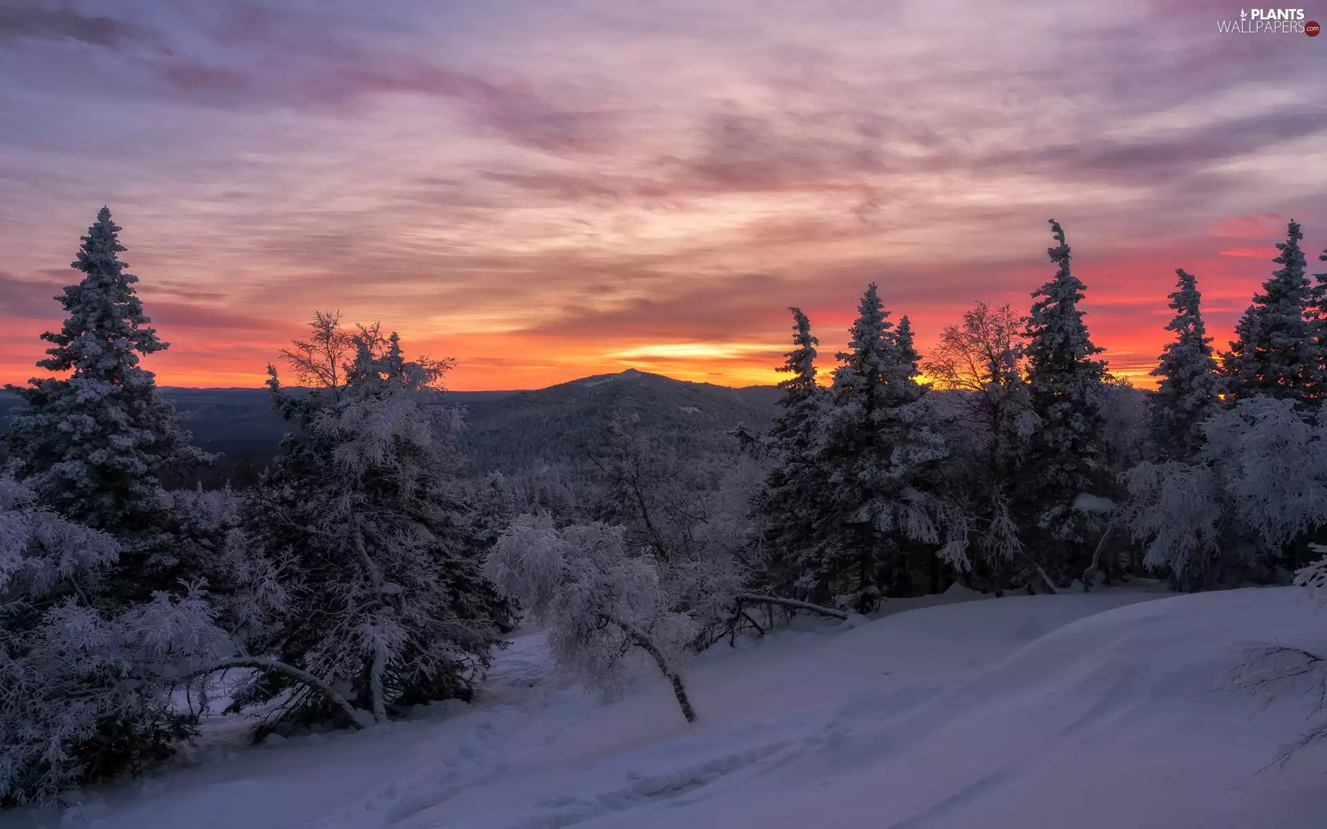 forest, Snowy, clouds, trees, Great Sunsets, Mountains, winter, viewes