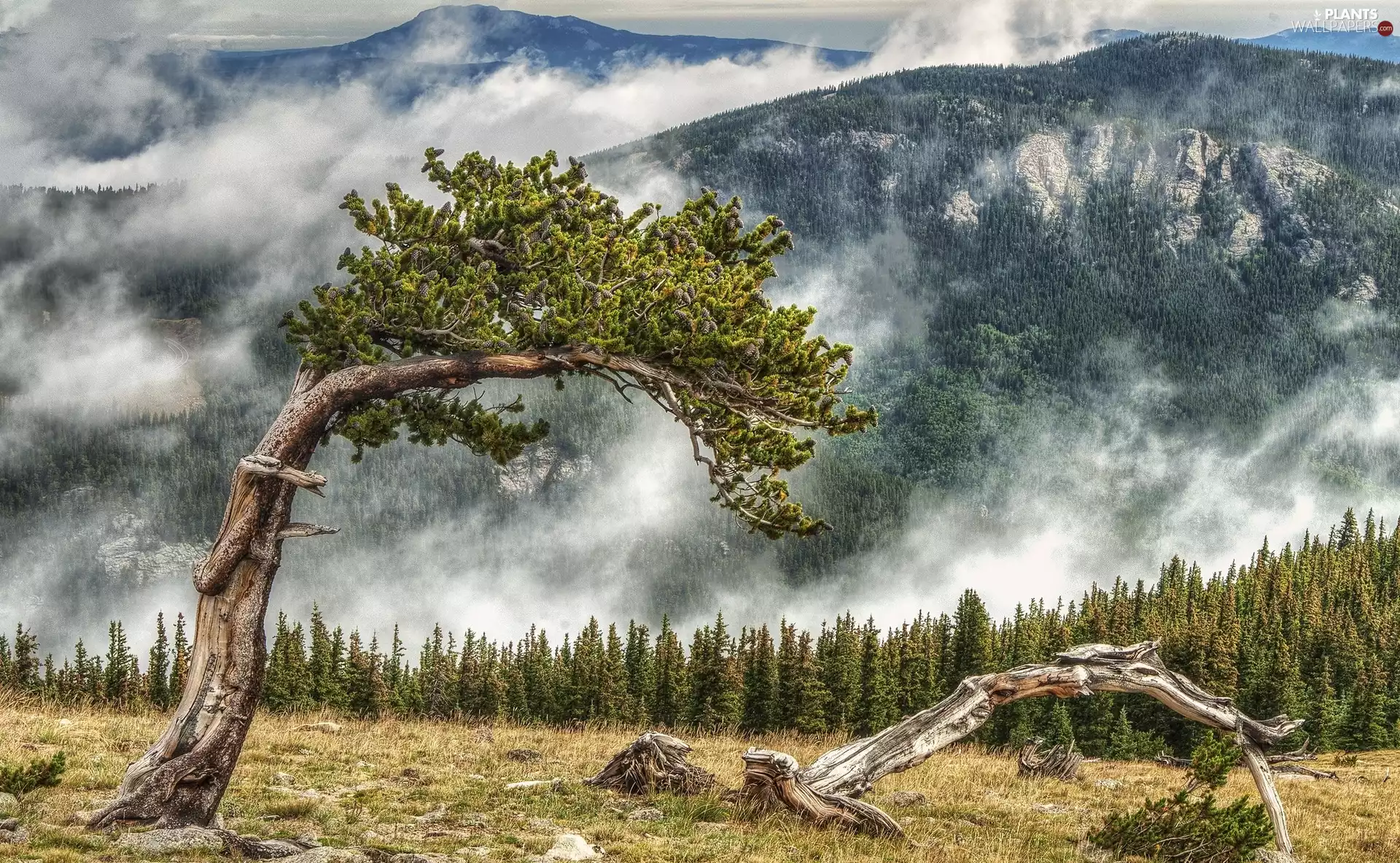 Mountains, Fog, trees, forest