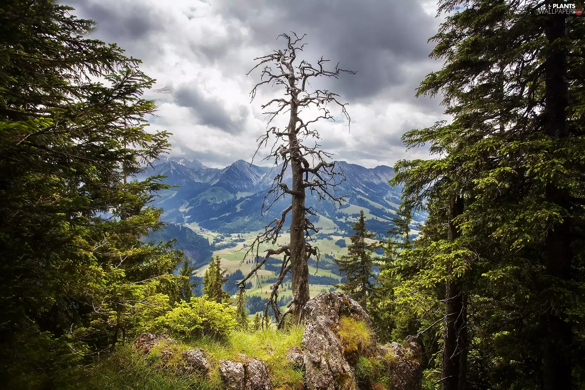 Mountains, withered, trees, forest