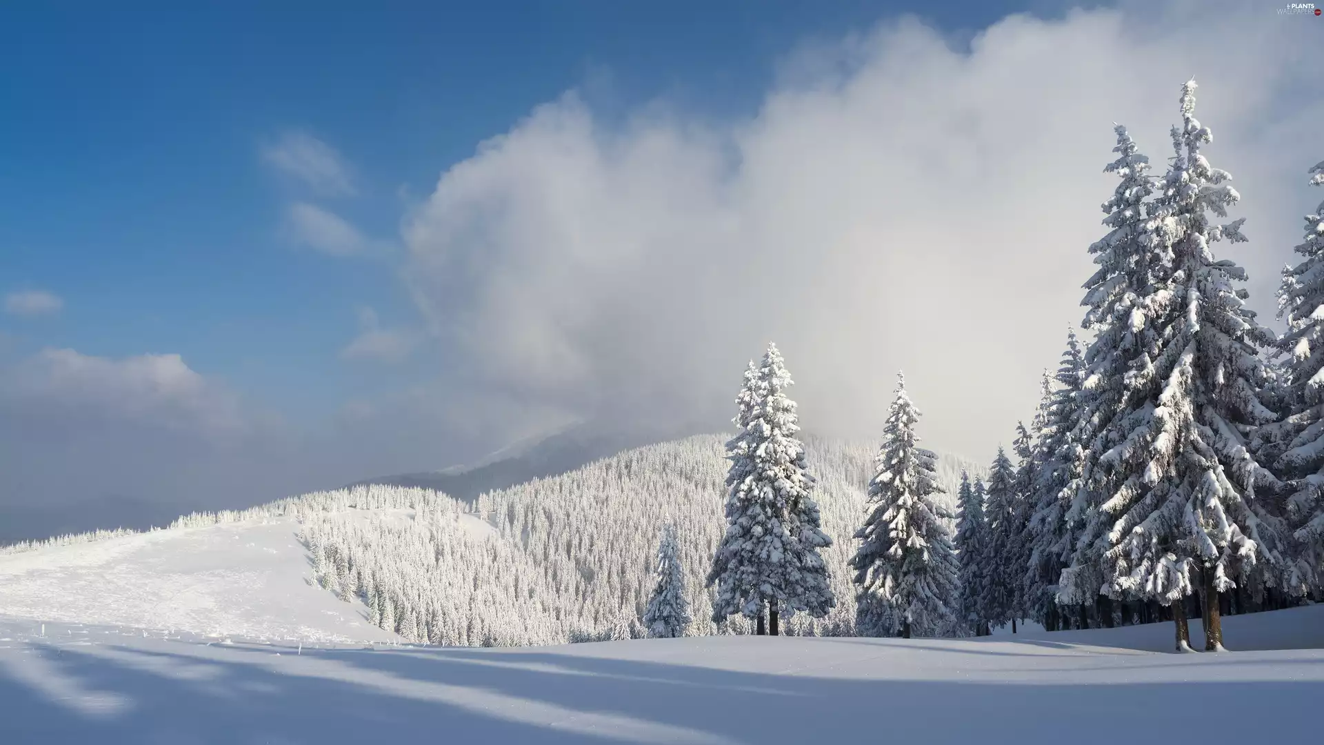 Spruces, forest, Mountains, clouds, winter