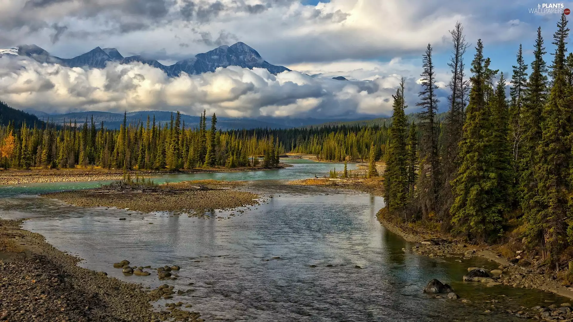 trees, viewes, Canada, forest, Province of Alberta, Mountains, Jasper National Park, Athabasca River