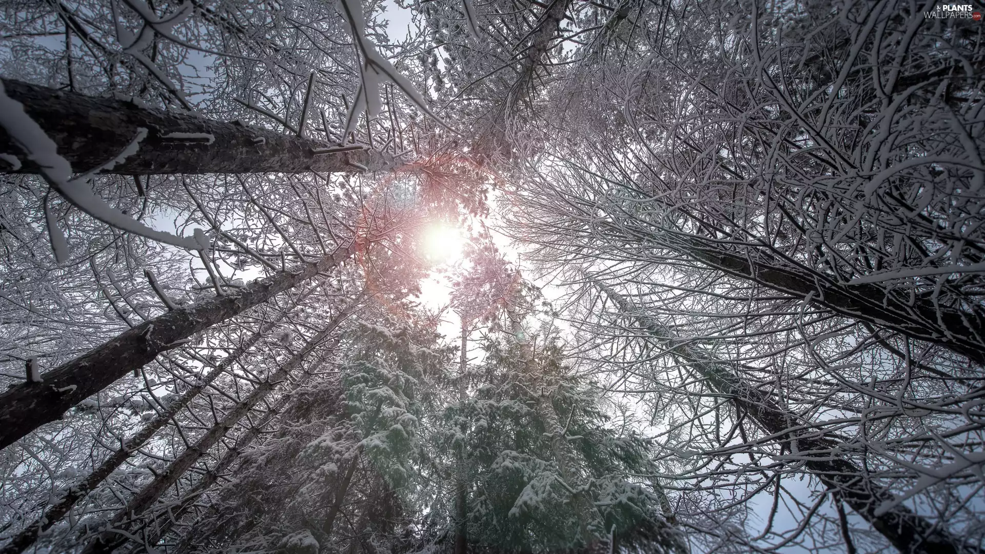 viewes, rays of the Sun, Snowy, trees, forest