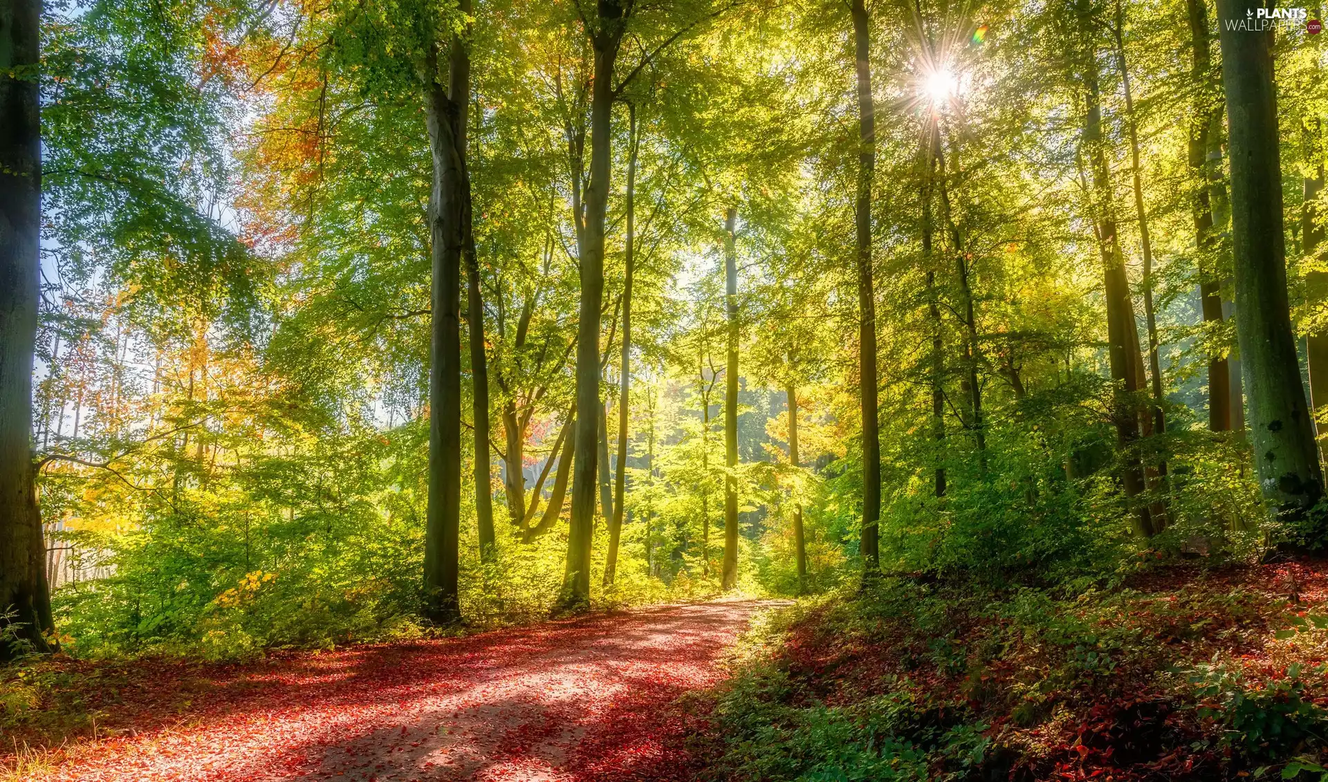 viewes, rays of the Sun, Way, trees, forest