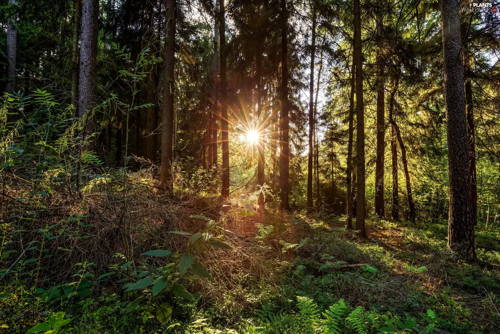 Plants, rays of the Sun, trees, viewes, forest