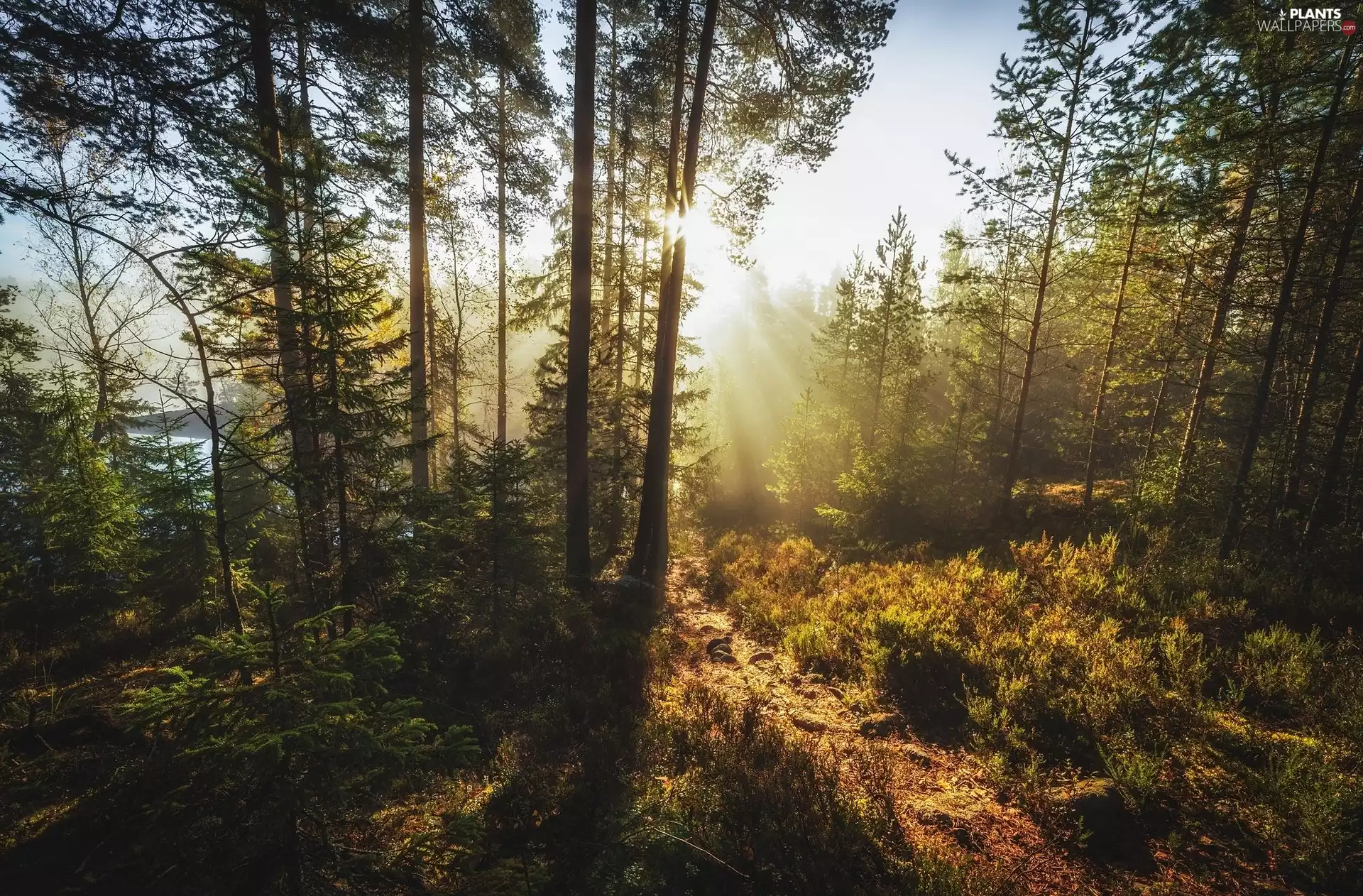 VEGETATION, rays of the Sun, trees, viewes, forest