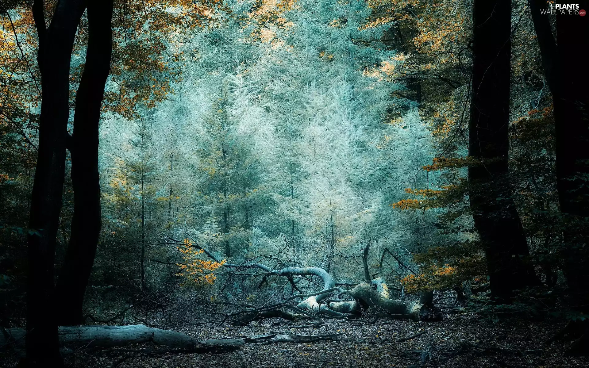 dry, Lod on the beach, trees, viewes, forest