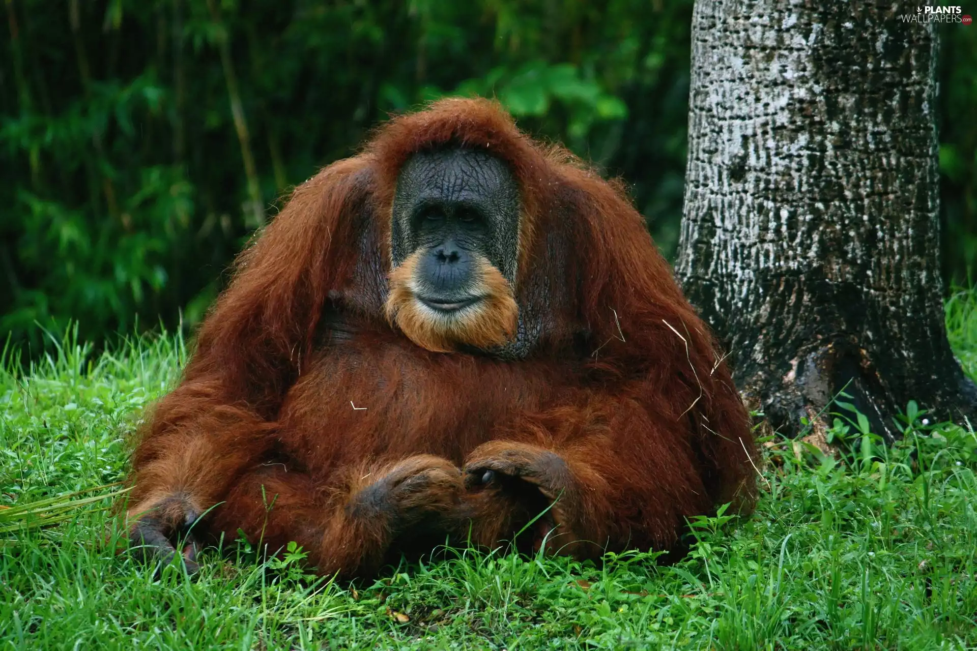 orangutan, trees, viewes, forest