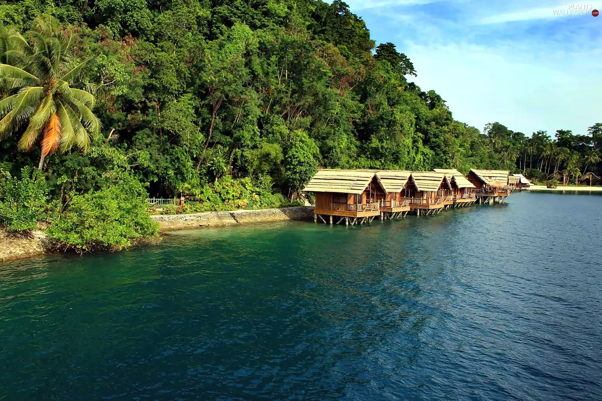 Houses, sea, Palms, Tropical, on The Water, forest