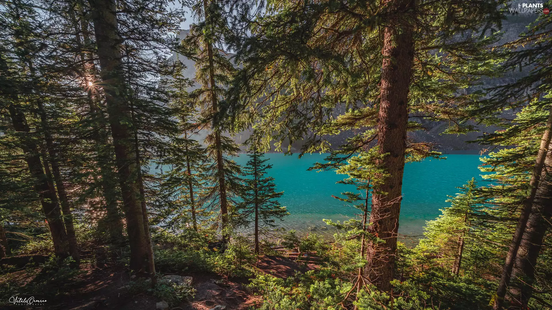 forest, trees, Alberta, viewes, Lake Moraine, Banff National Park, Canada