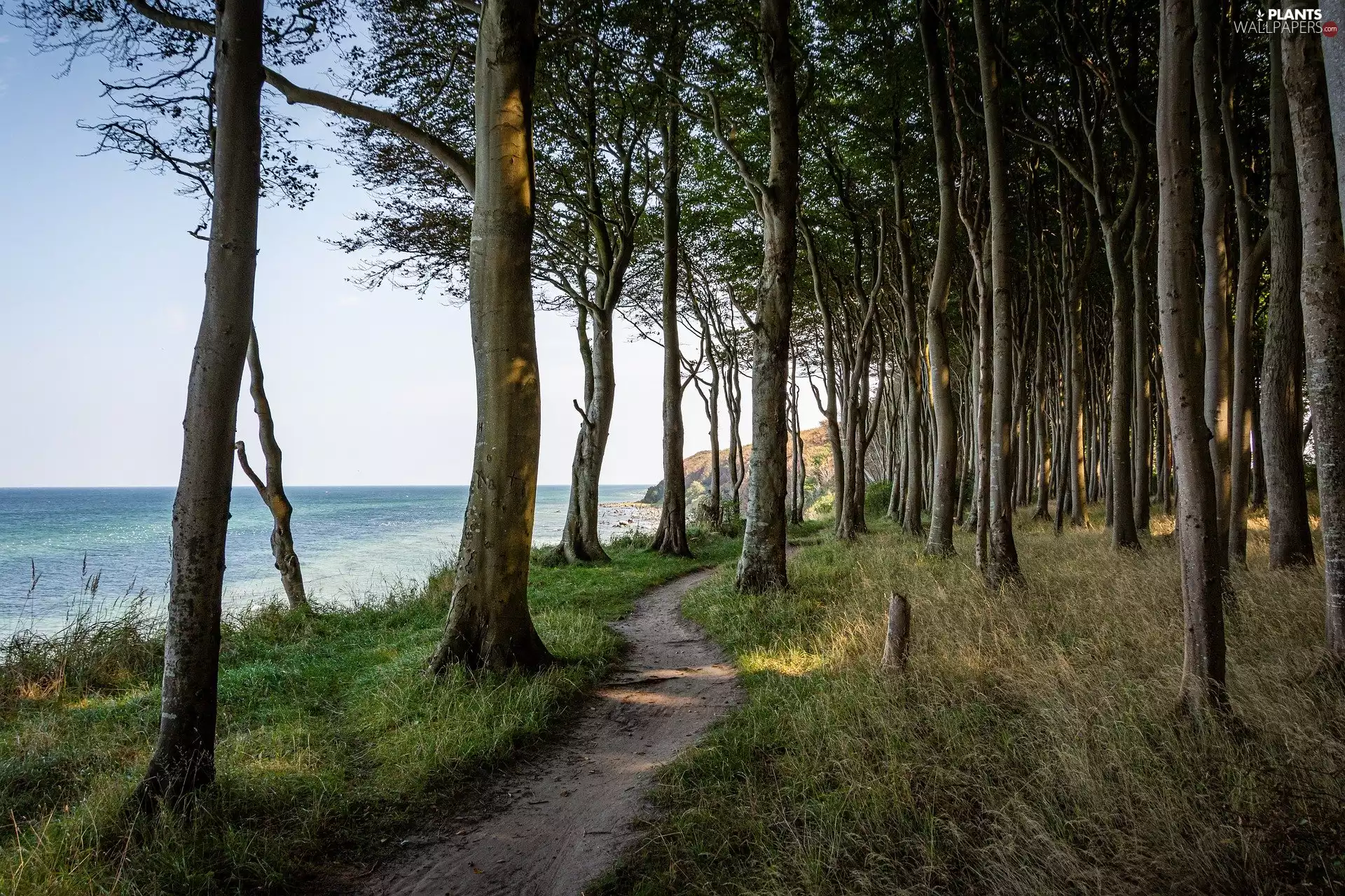 sea, viewes, Path, forest, trees, Coast, clouds