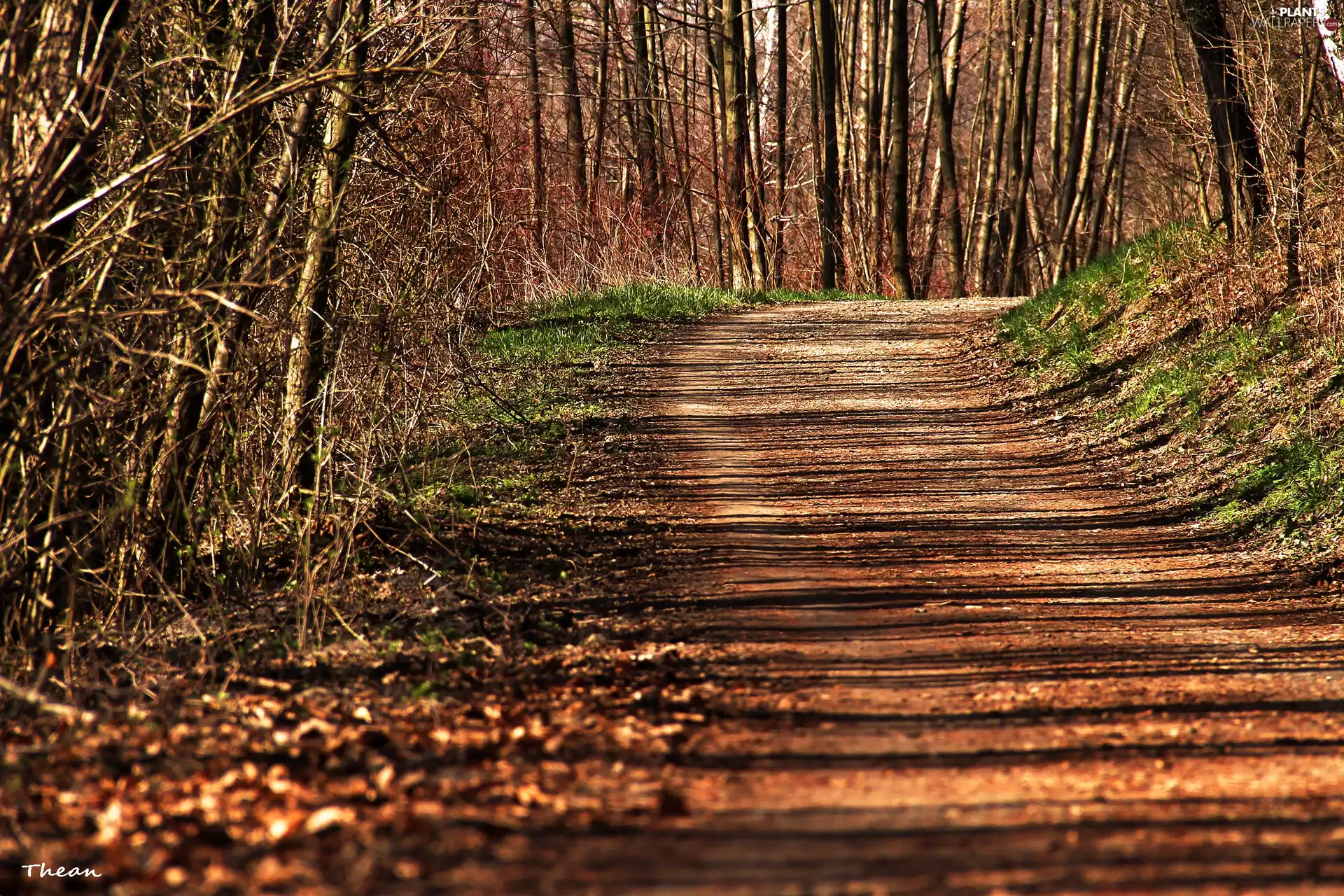 Path, trees, viewes, forest
