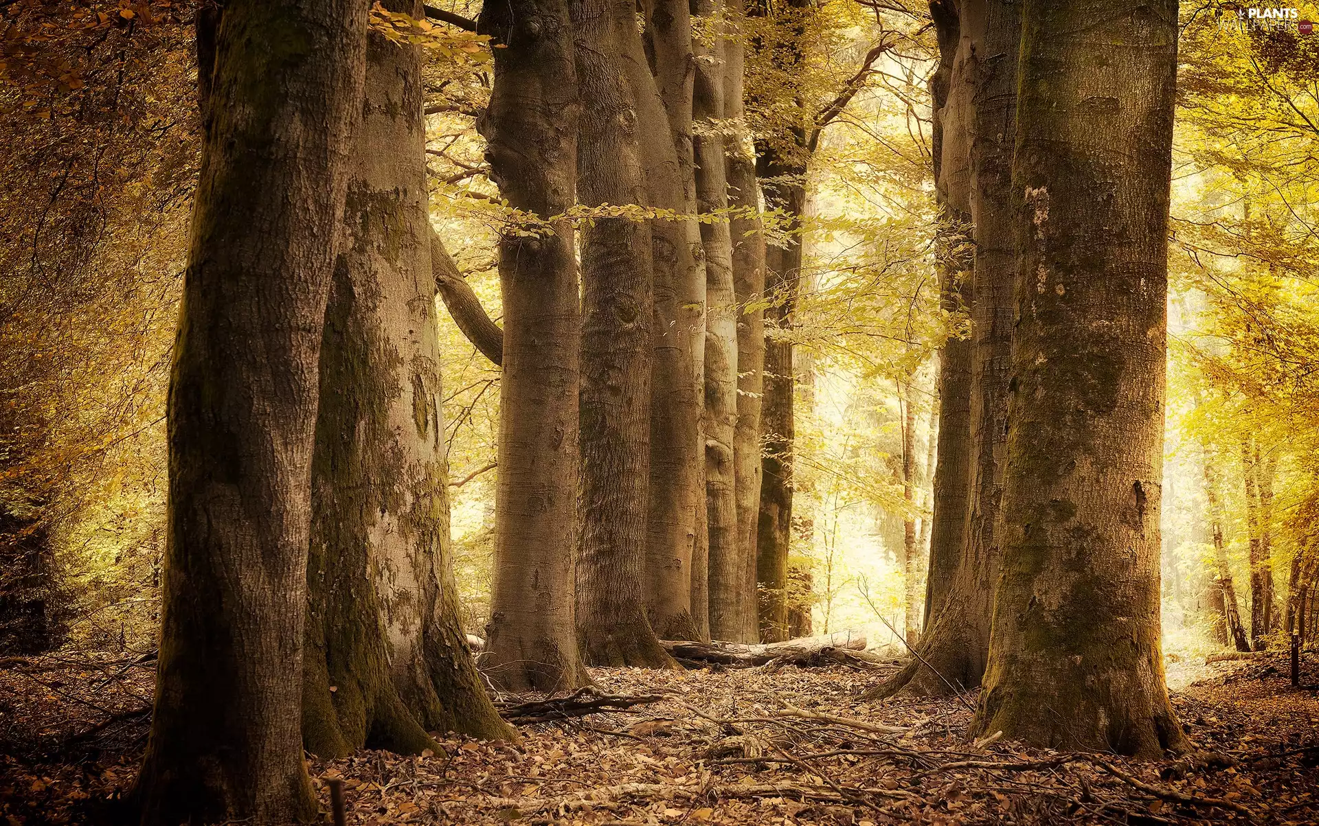 forest, illuminated, trees, viewes, Leaf, autumn, Stems, branch pics, Hardwood