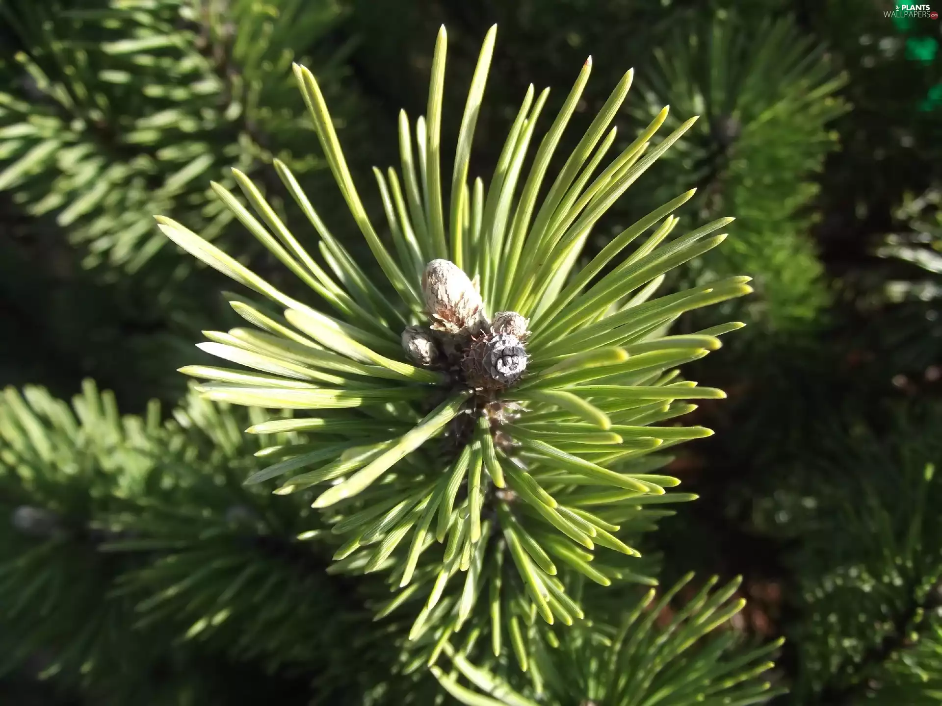 forest, branch, pine