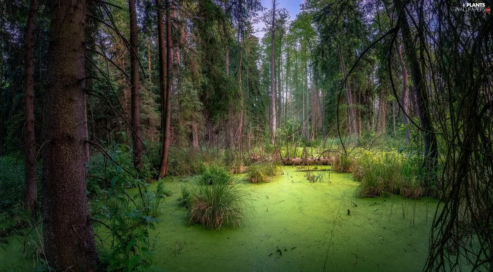 trees, forest, Pond - car, viewes