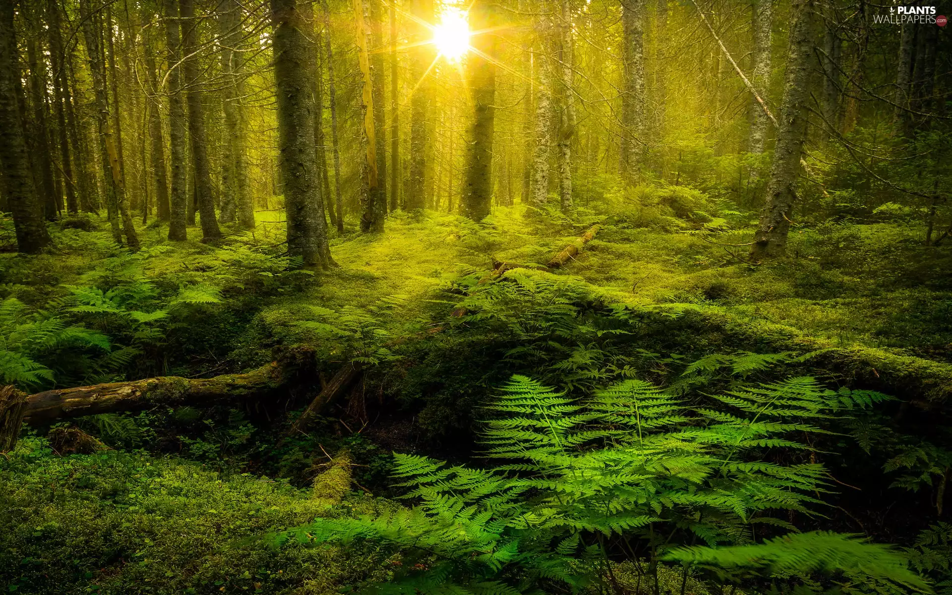 viewes, fern, rays of the Sun, trees, forest