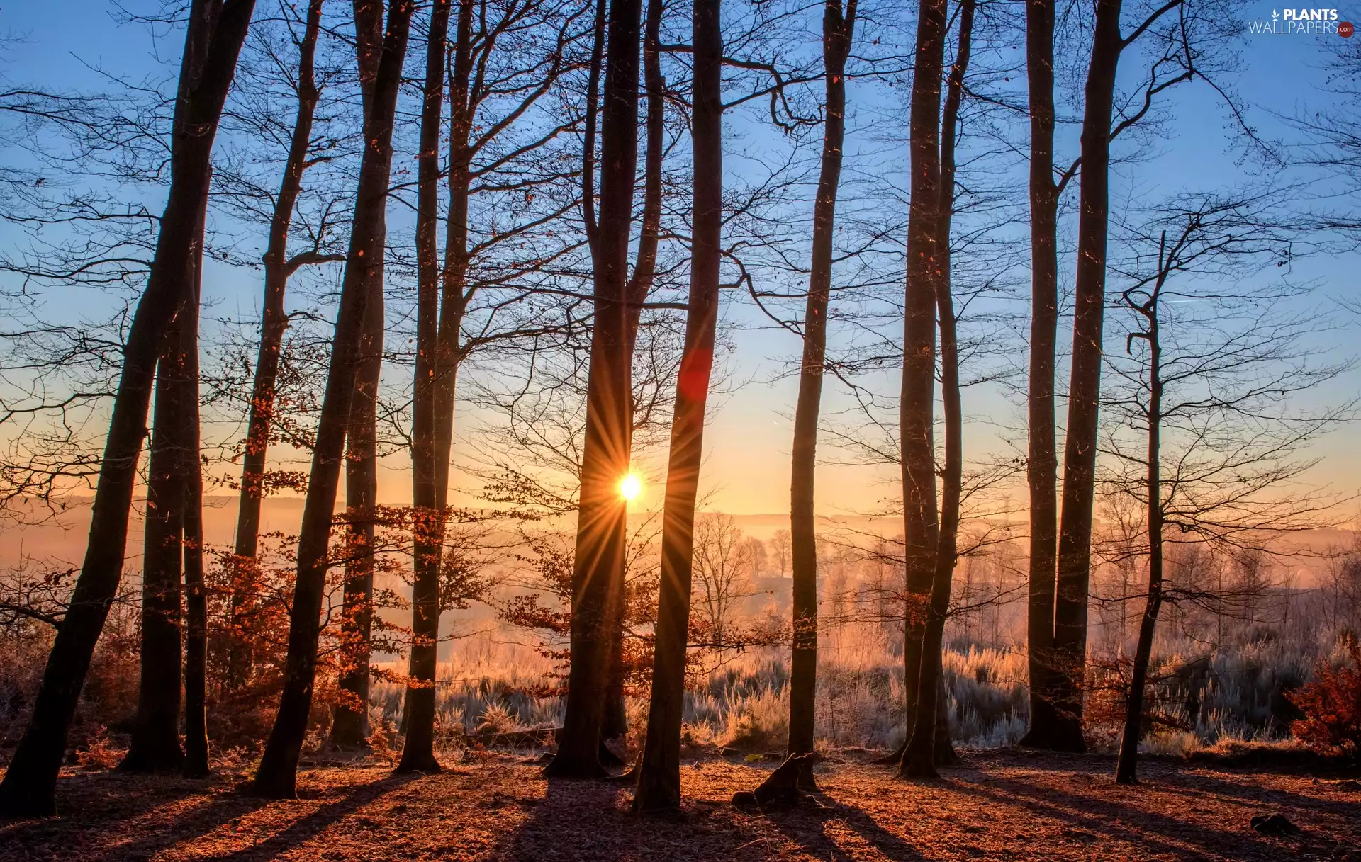 trees, viewes, rays of the Sun, Plants, forest