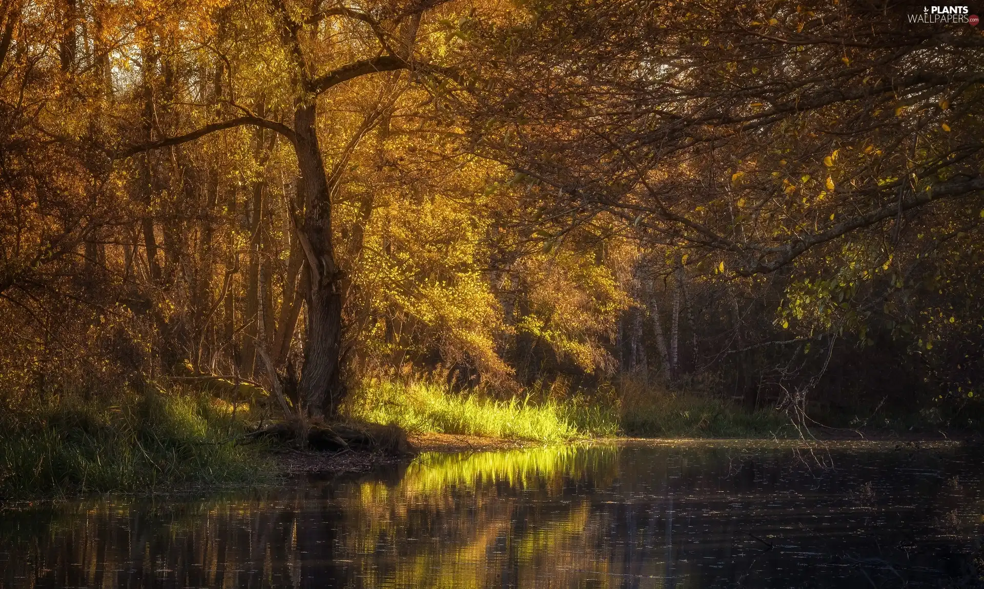 forest, River, trees, viewes, autumn
