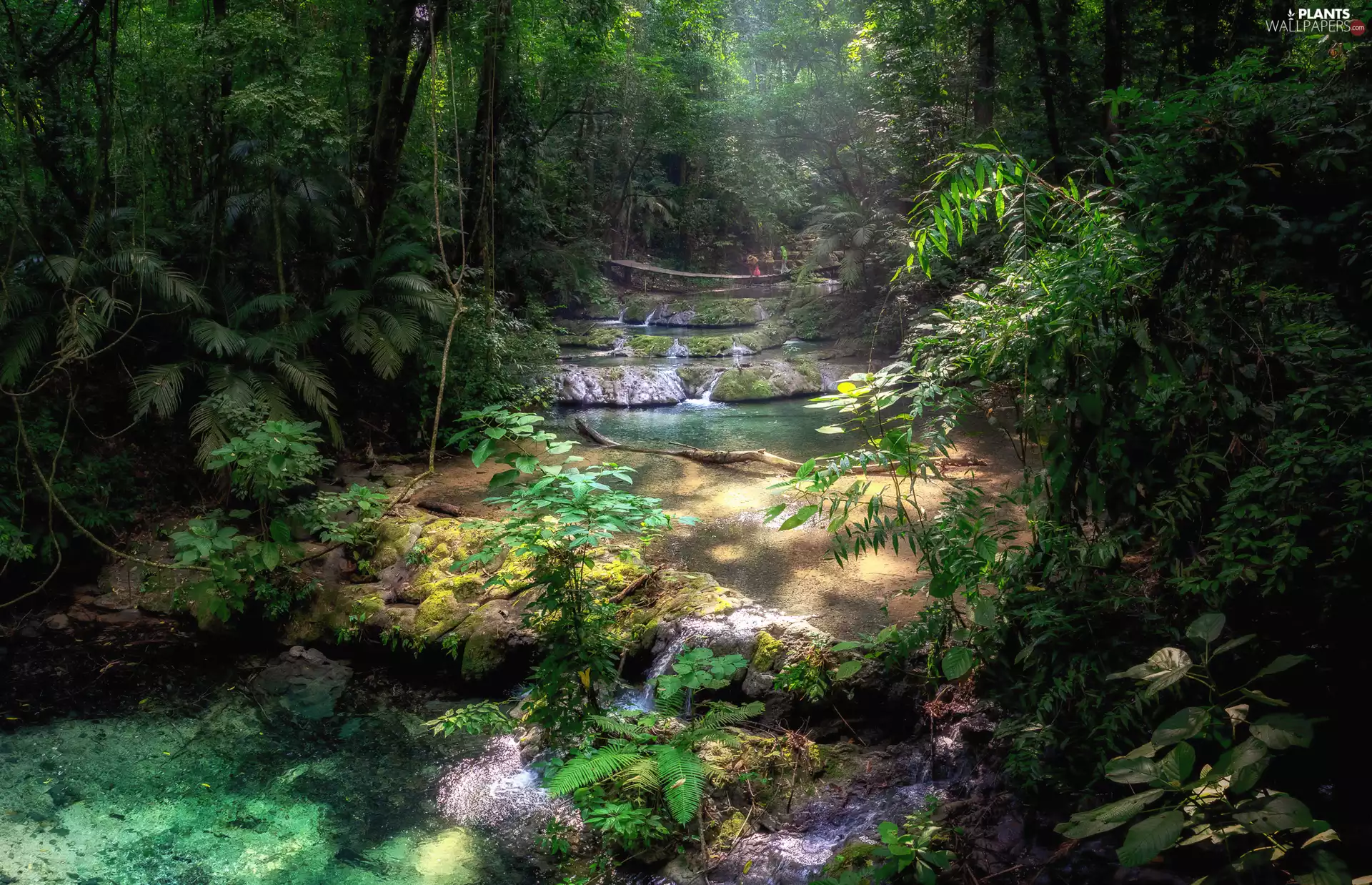 viewes, forest, River, trees, jungle