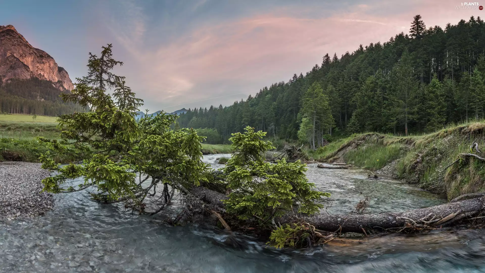 trees, forest, River, Fallen, Mountains