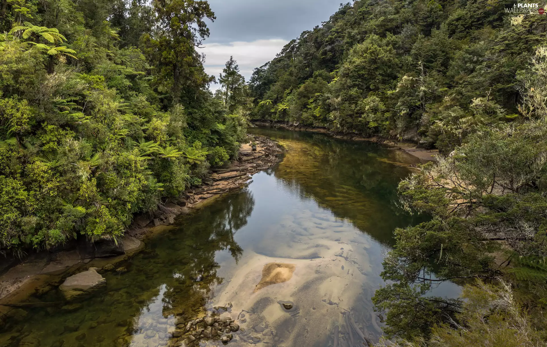 viewes, green ones, forest, trees, River