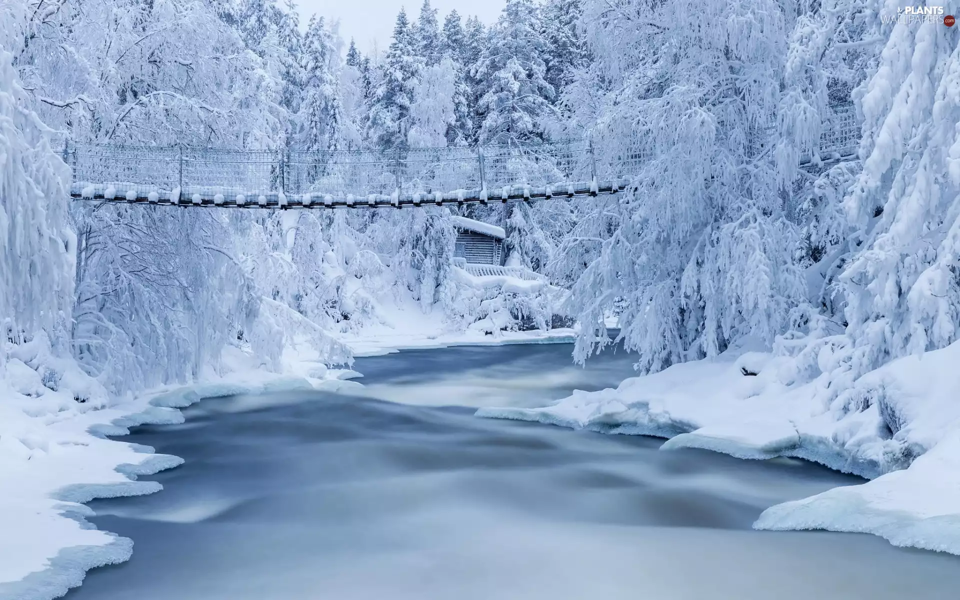 trees, snow, River, forest, winter, viewes, bridge