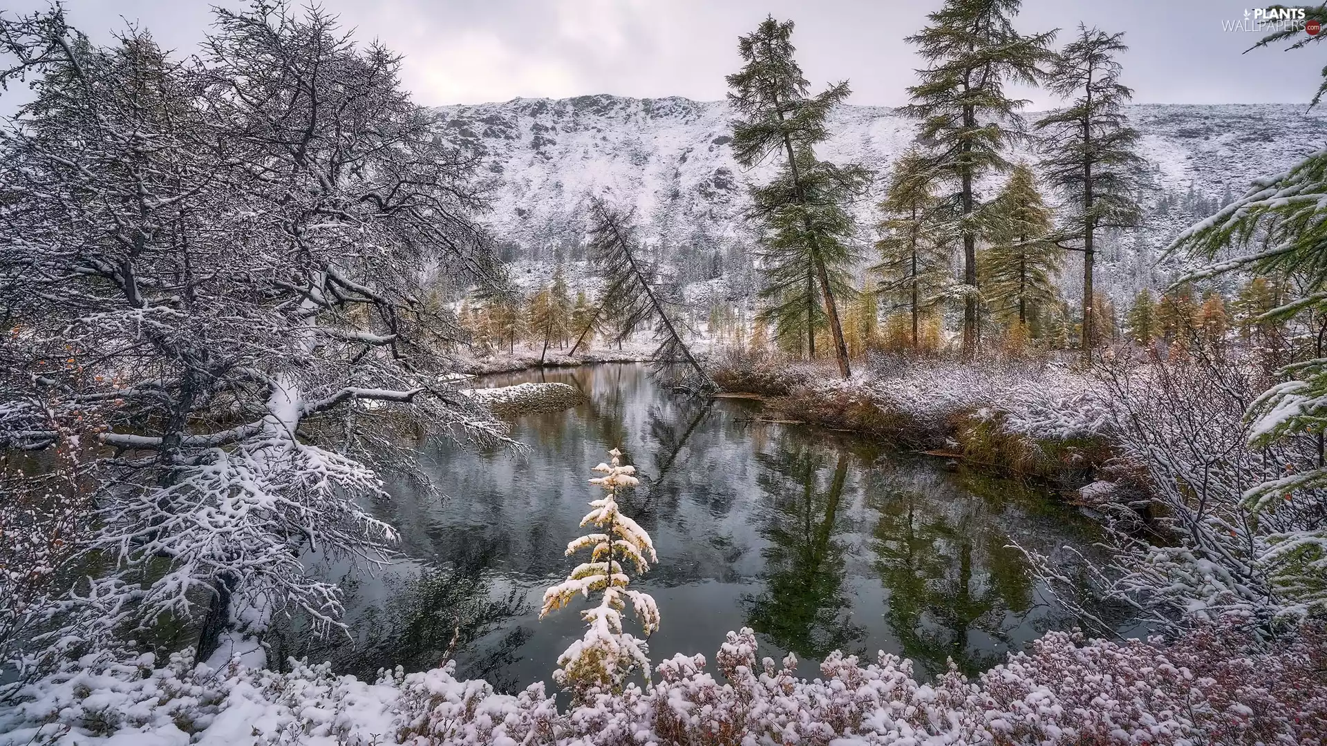 trees, snow, River, forest, winter, viewes, Mountains